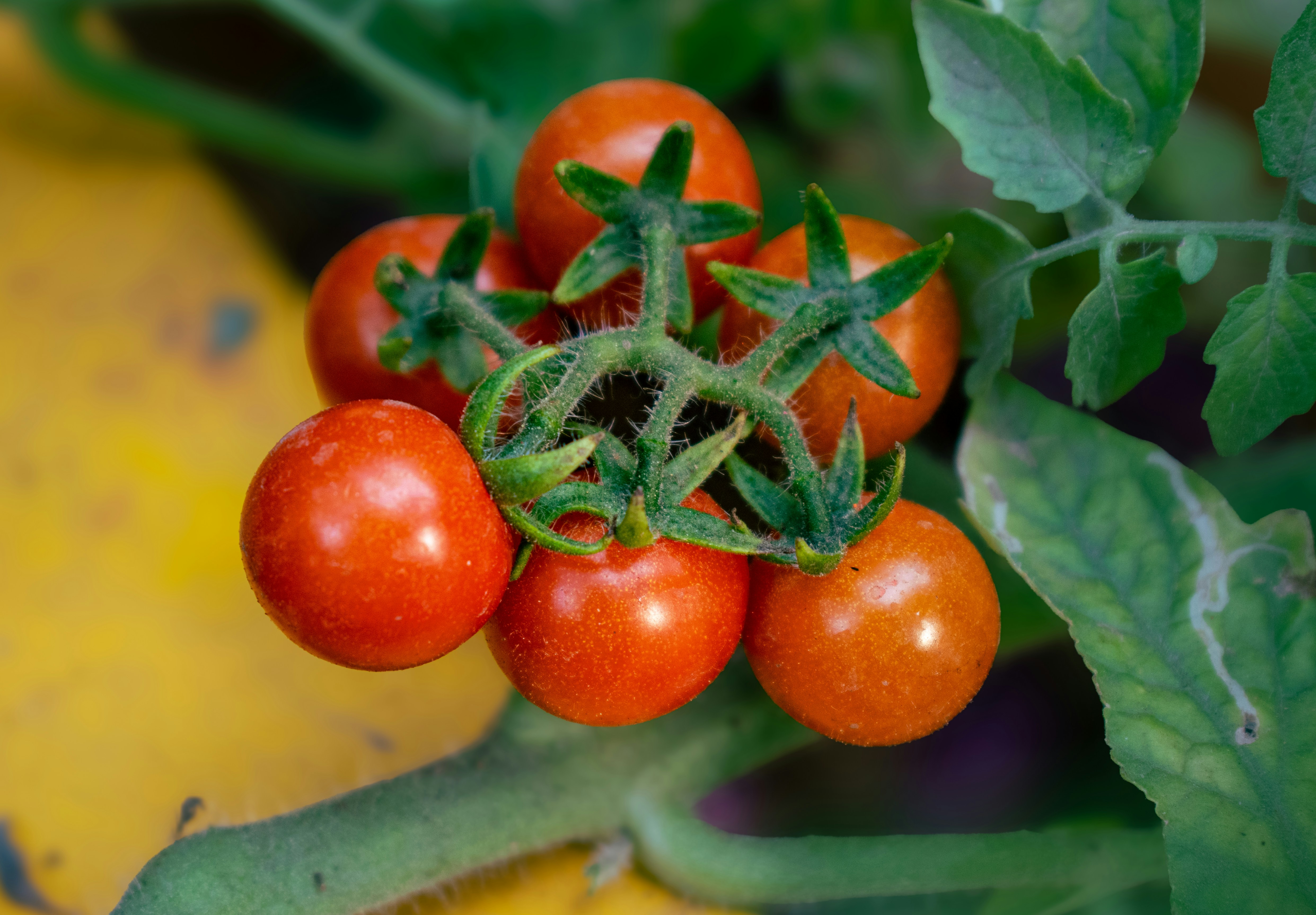 Ripe cherry tomatoes growing on the vine.