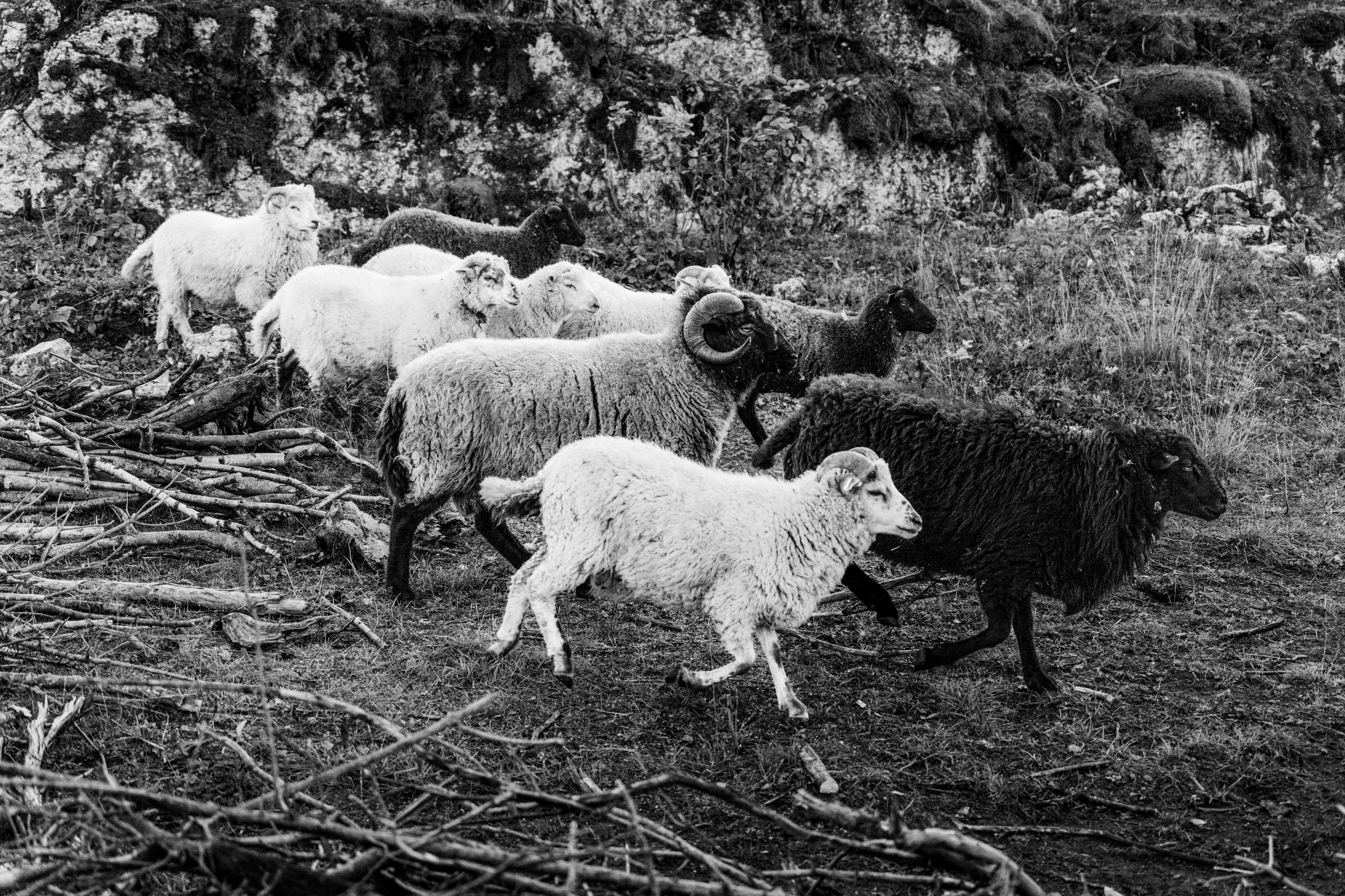 Cult of the Lamb’s Woolhaven Expansion: A Revitalizing Journey Awaits!