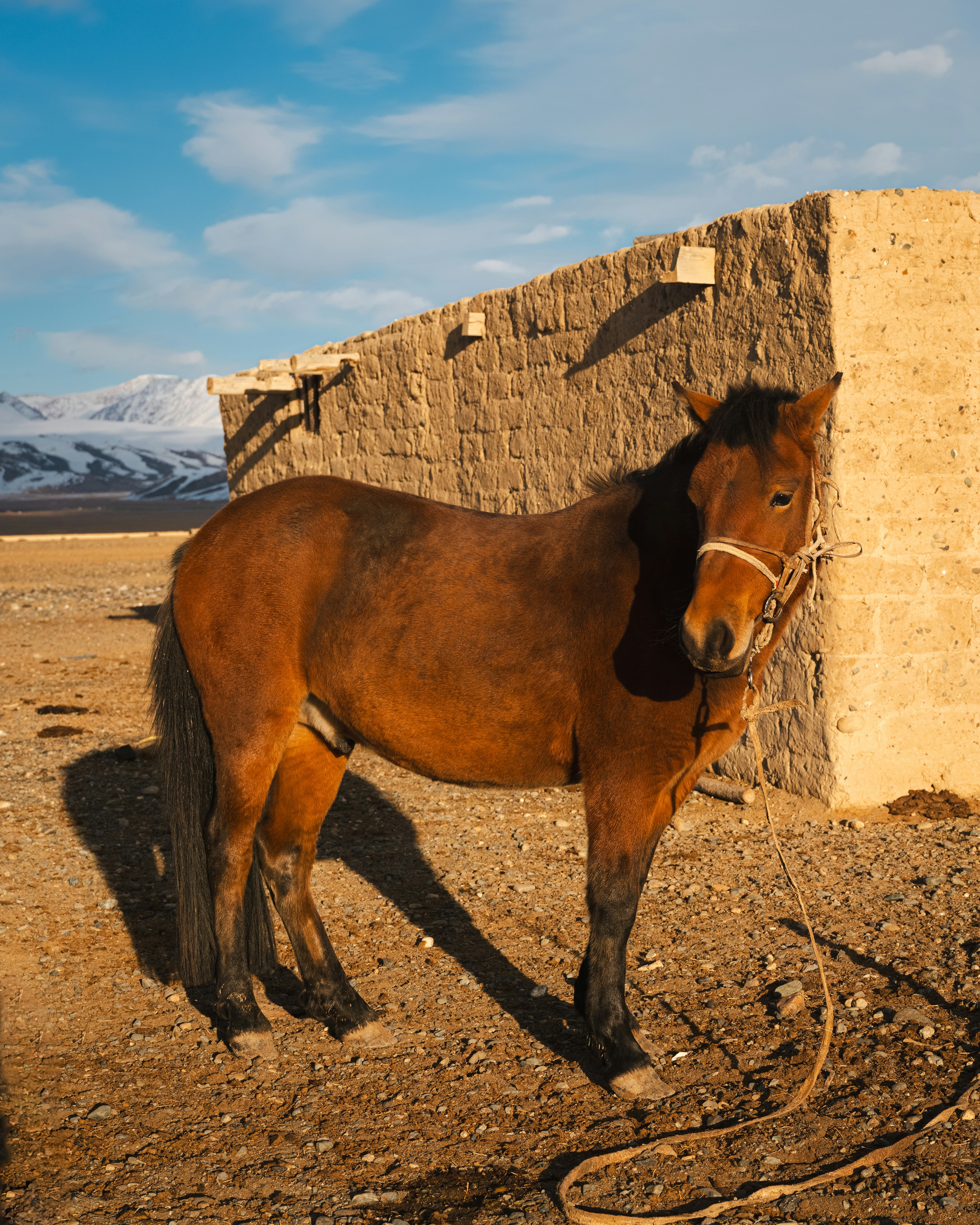 A horse stands near a building in the sun.