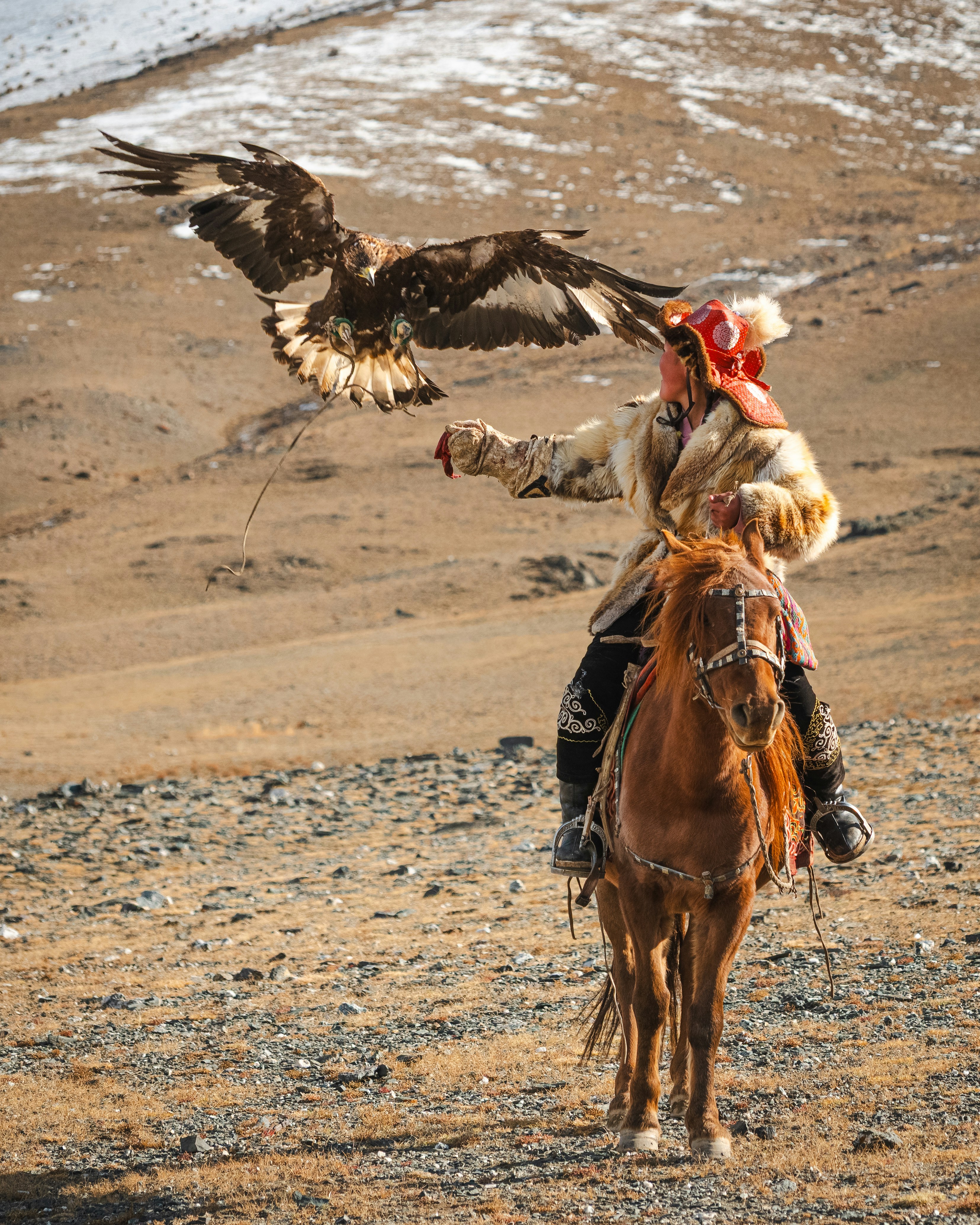 A kazakh eagle hunter with his golden eagle.