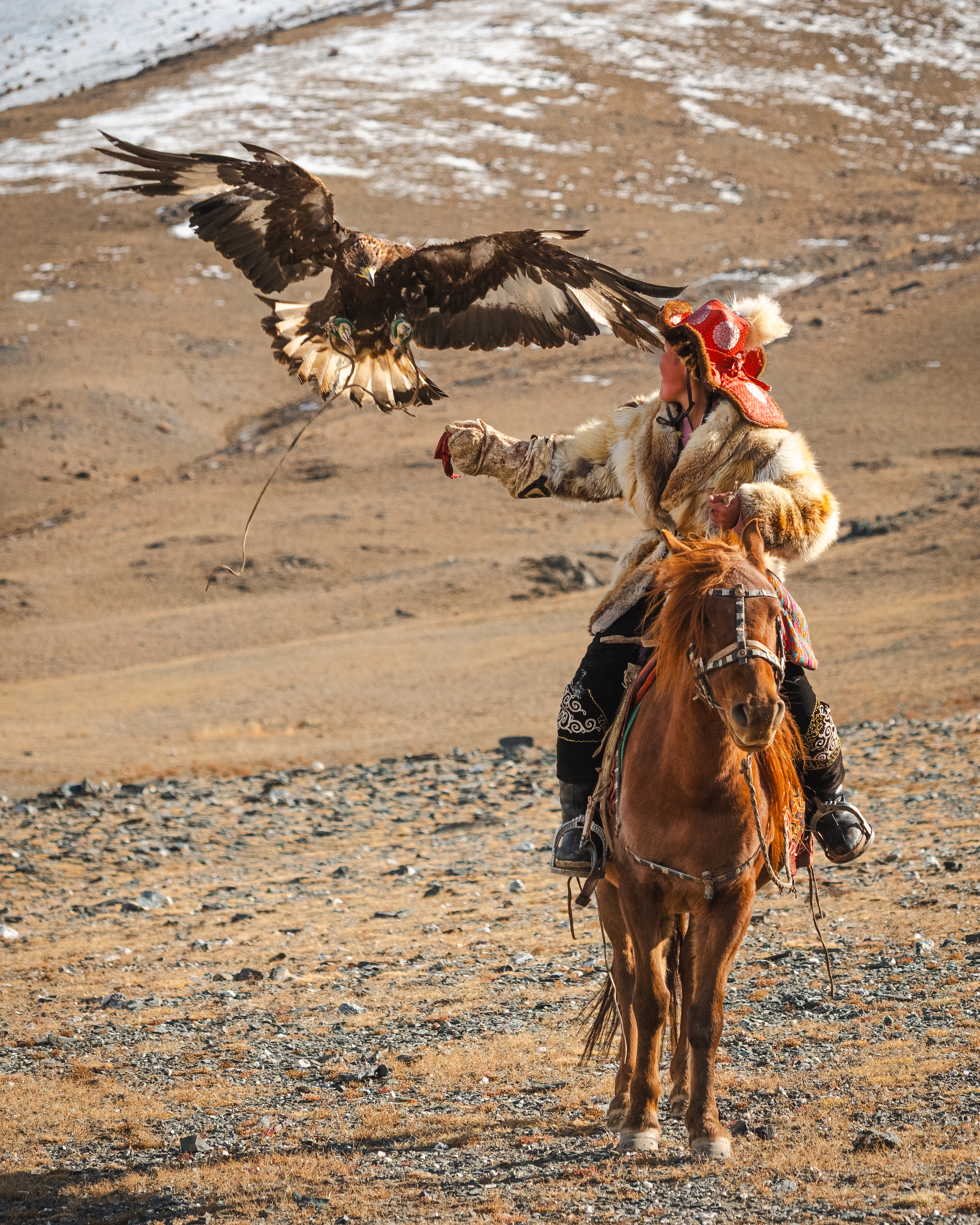 A golden eagle taking off from a hunter's arm