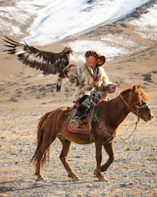 A mongolian eagle hunter on horseback.