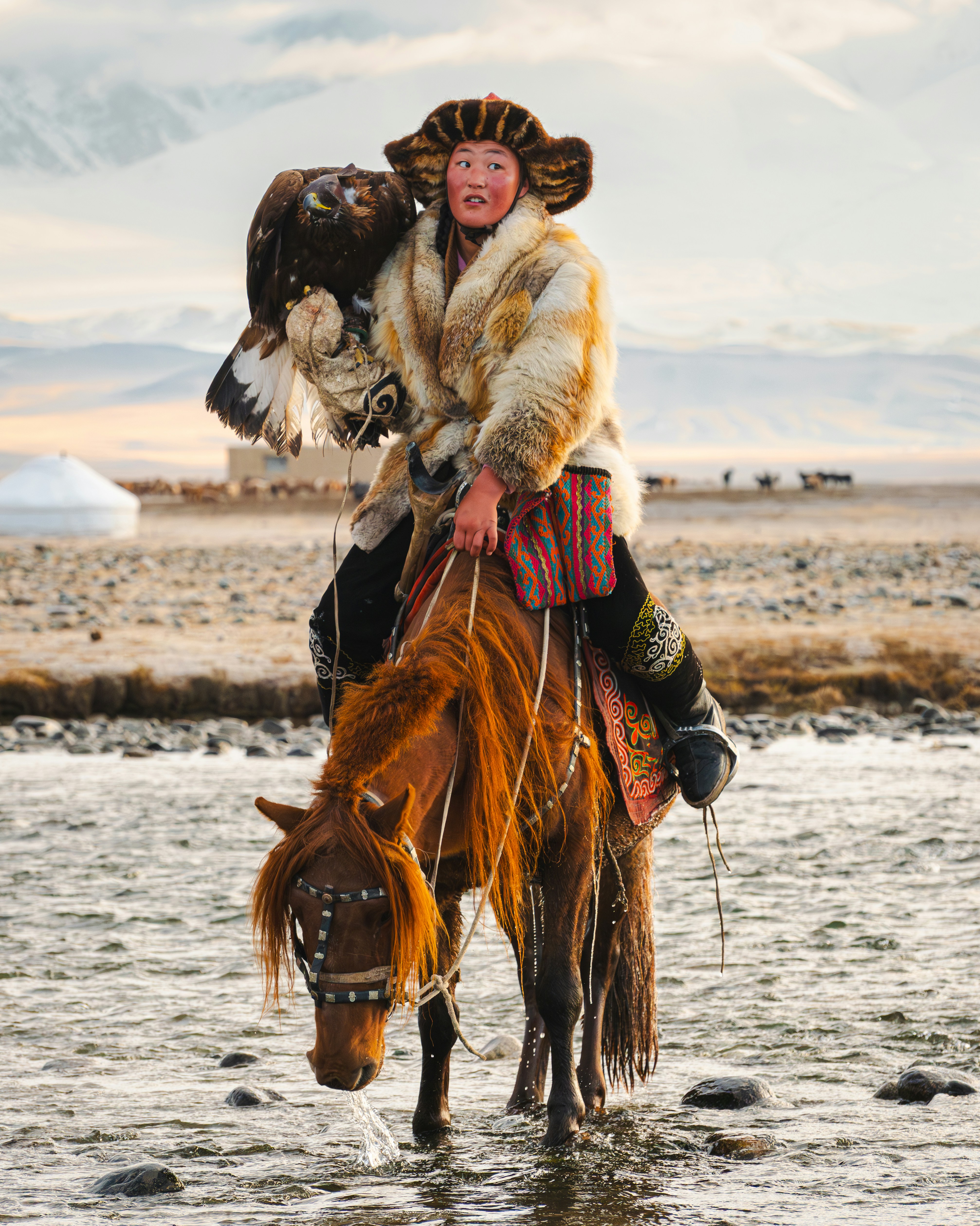 Mongolian eagle hunter rides horse through water.