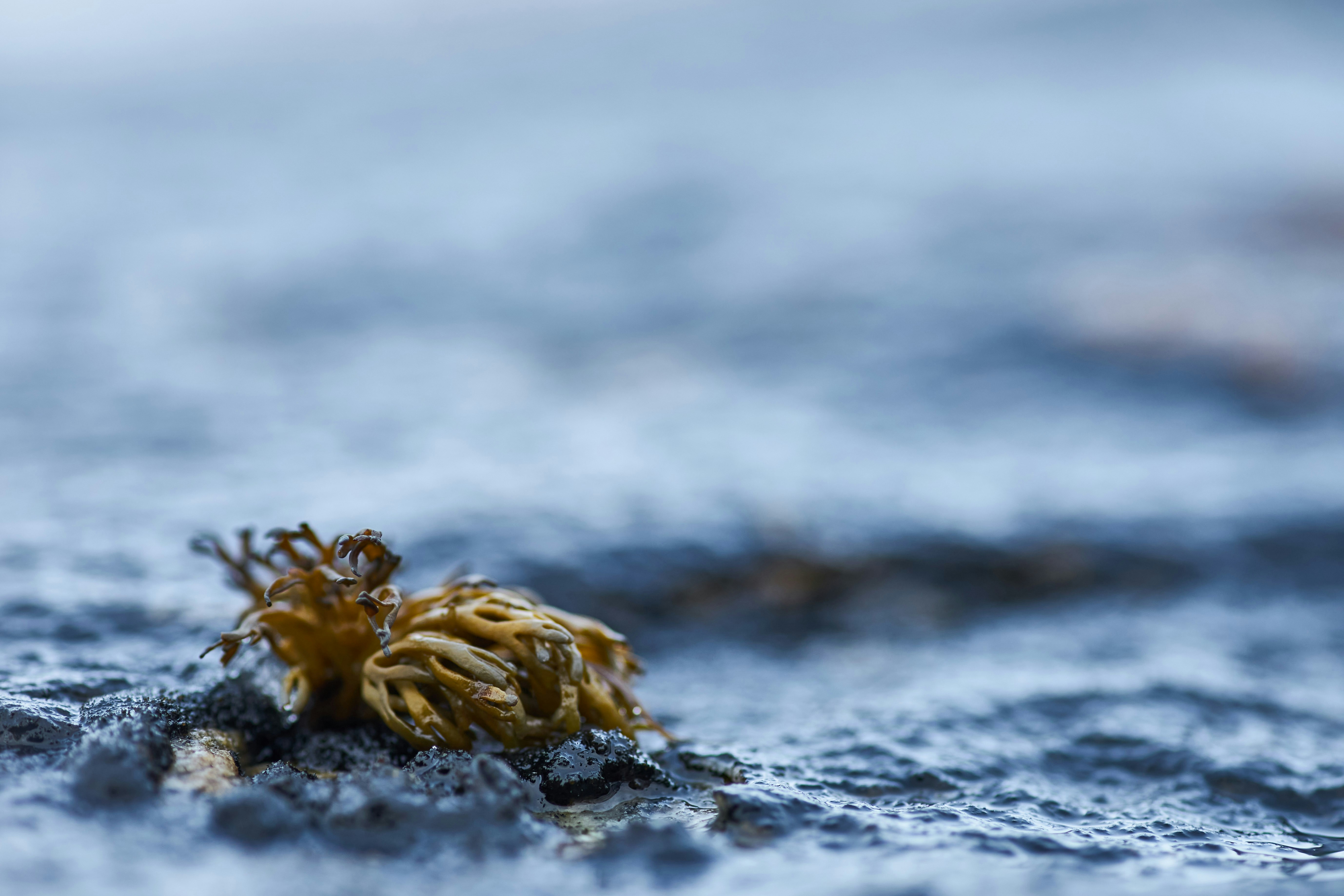 Photo by wolfgang_hasselmann