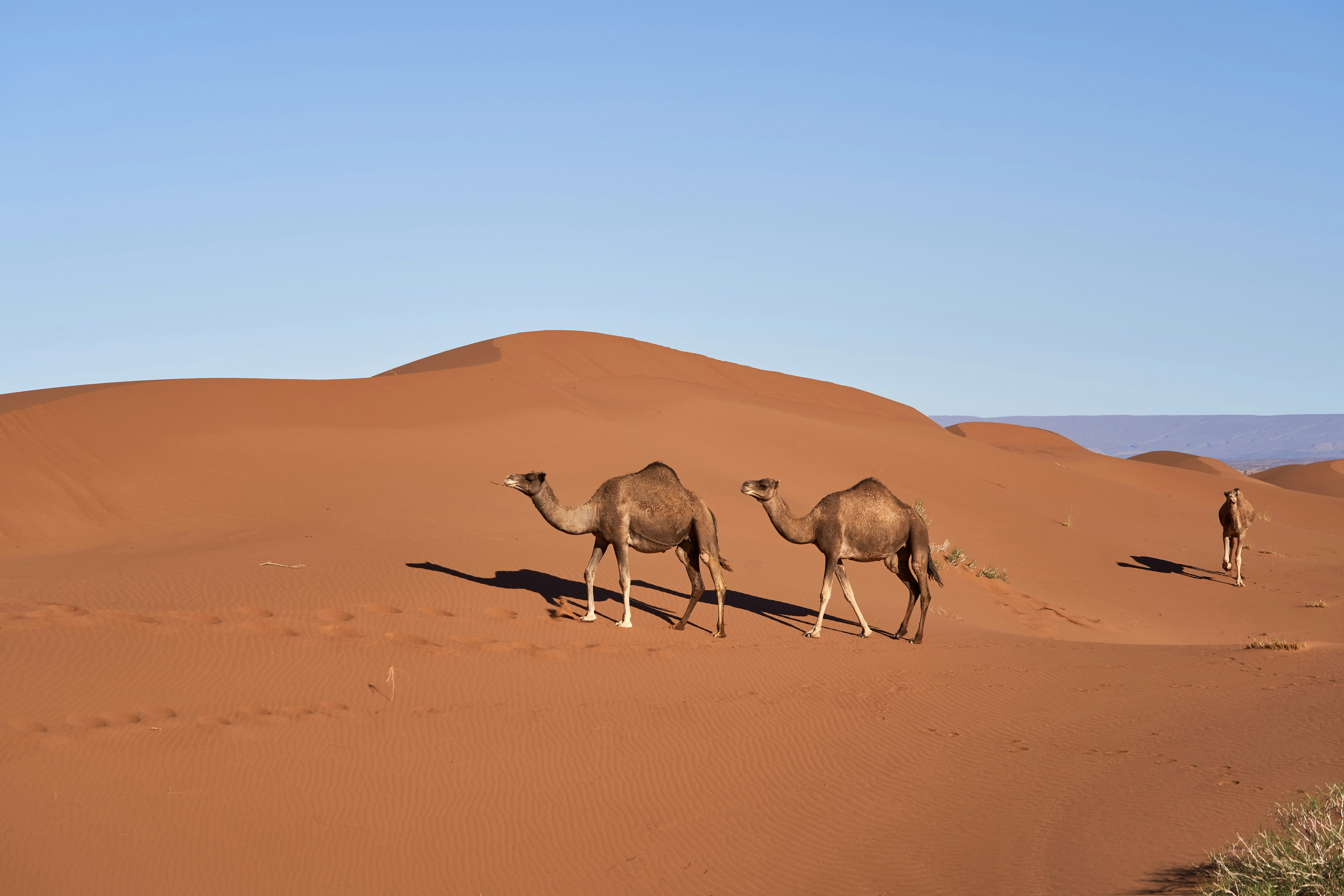 Photo by wolfgang_hasselmann