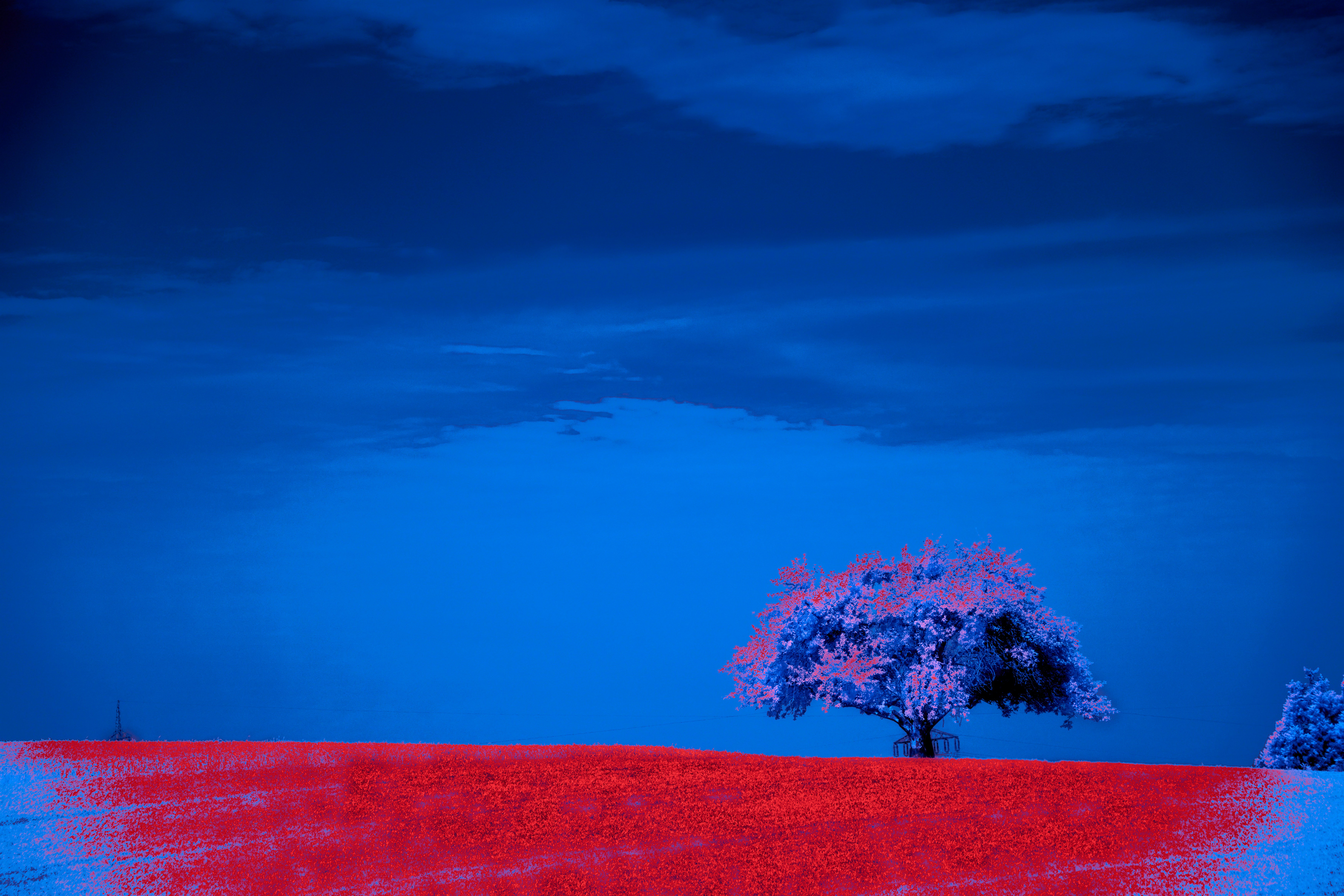 Photo by wolfgang_hasselmann