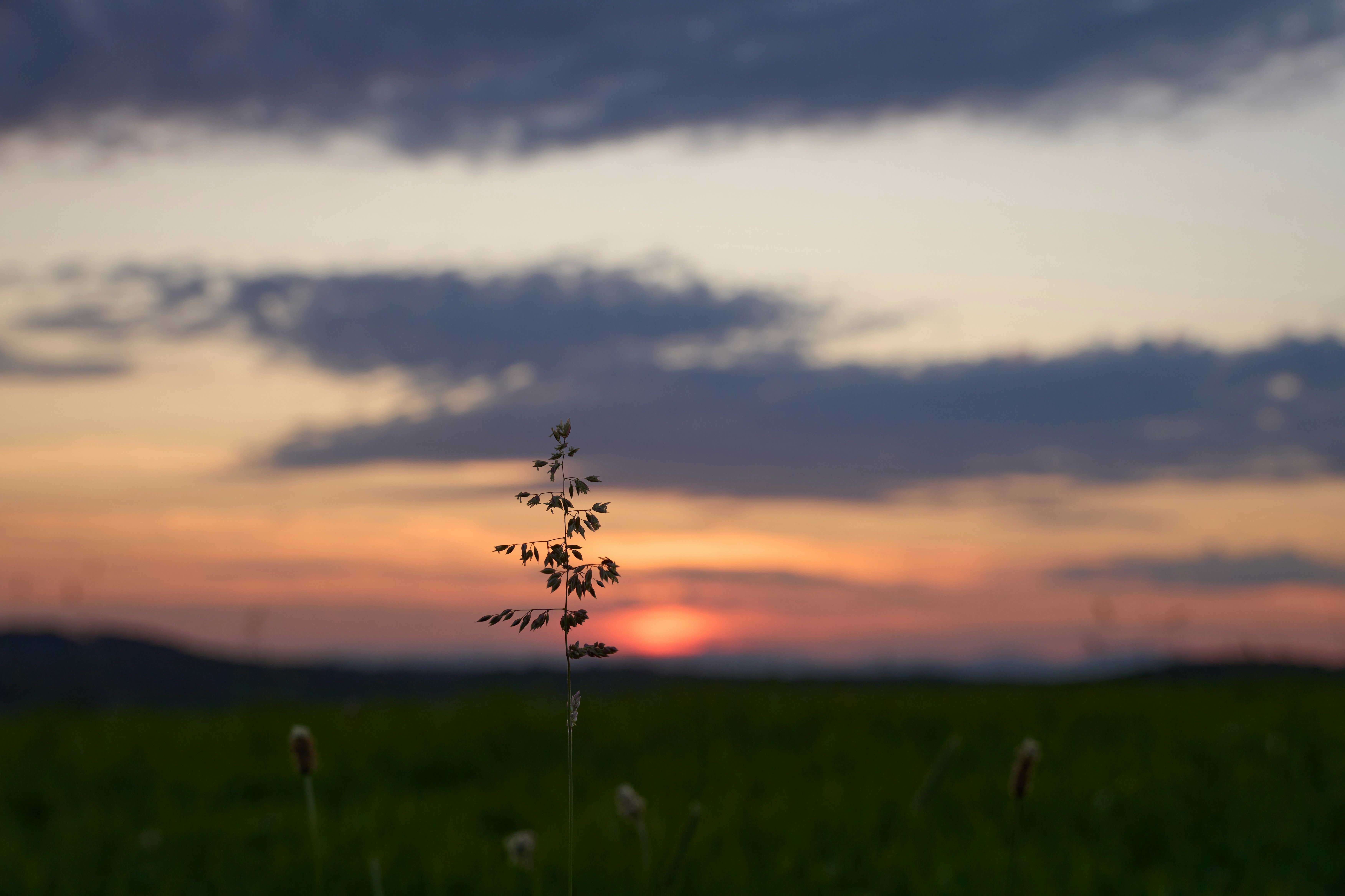 Photo by wolfgang_hasselmann