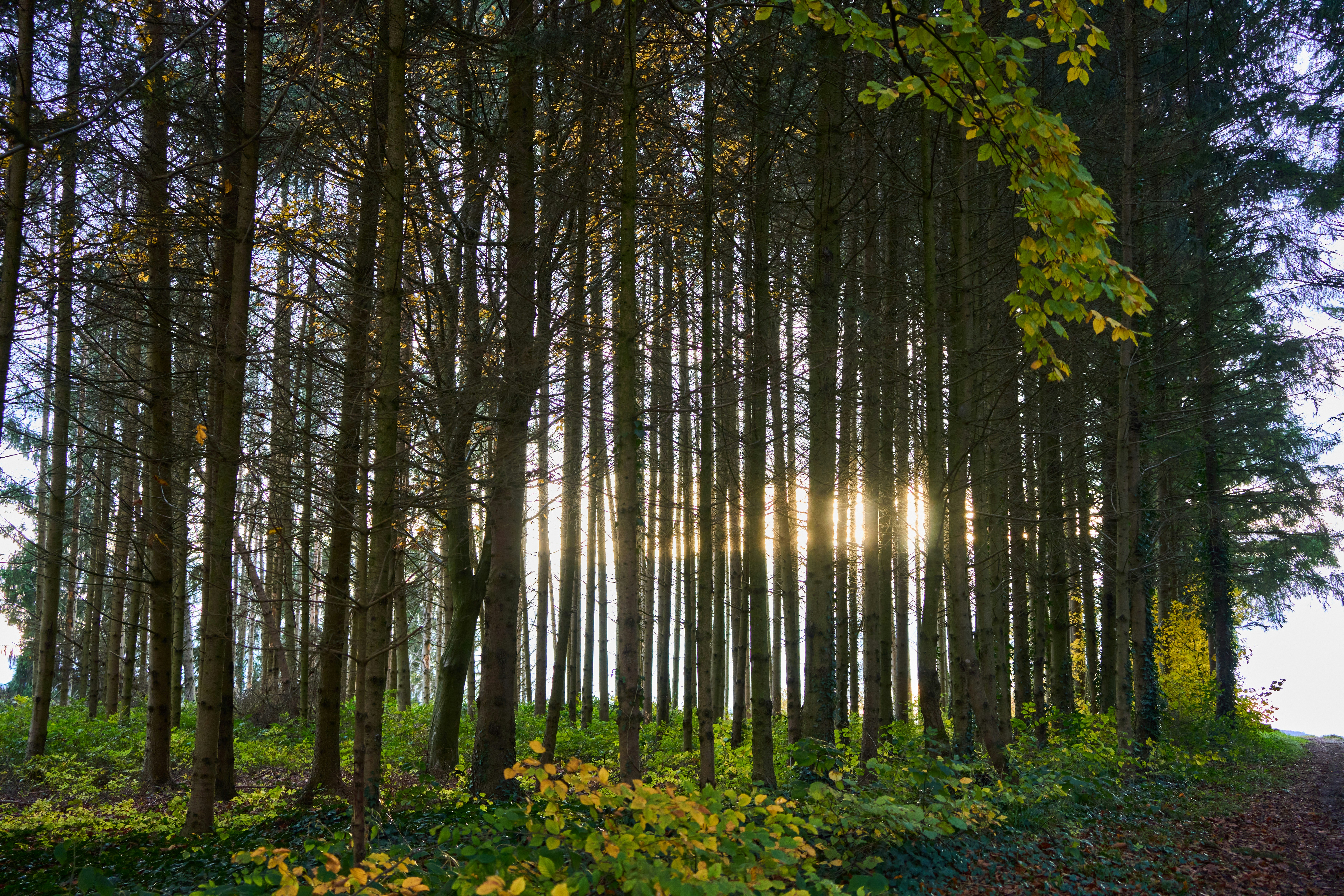 Photo by wolfgang_hasselmann