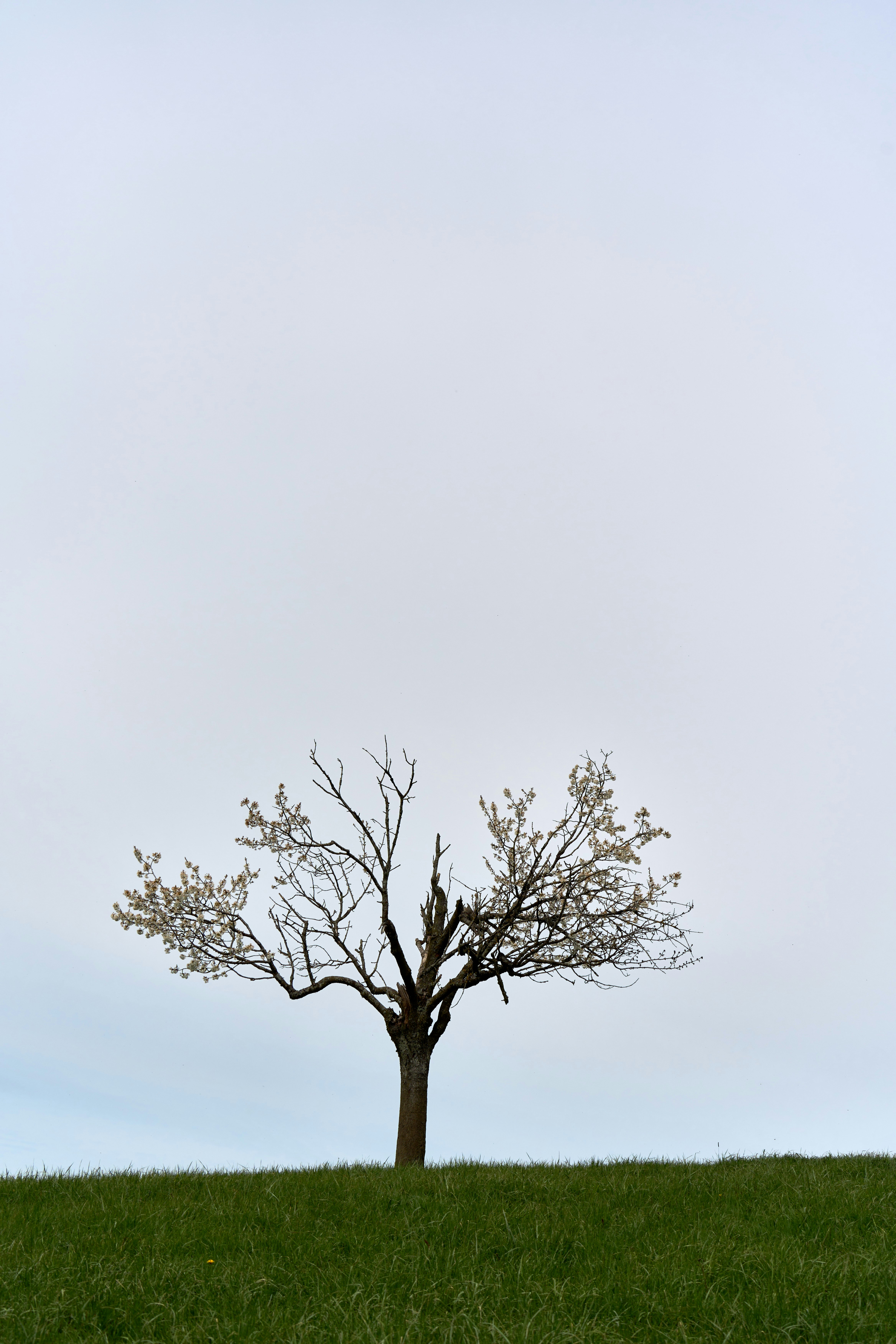 Photo by wolfgang_hasselmann