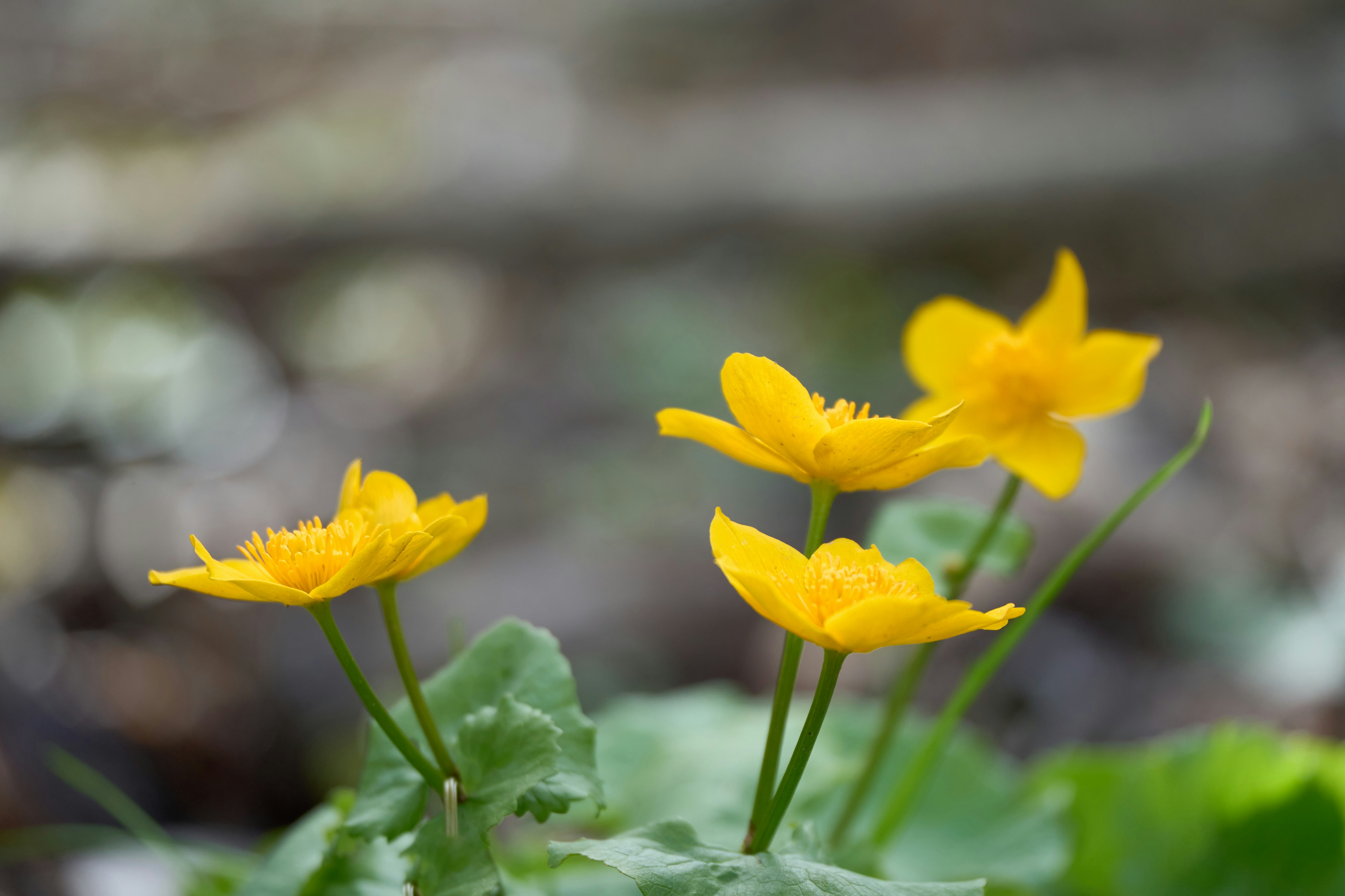 Photo by wolfgang_hasselmann