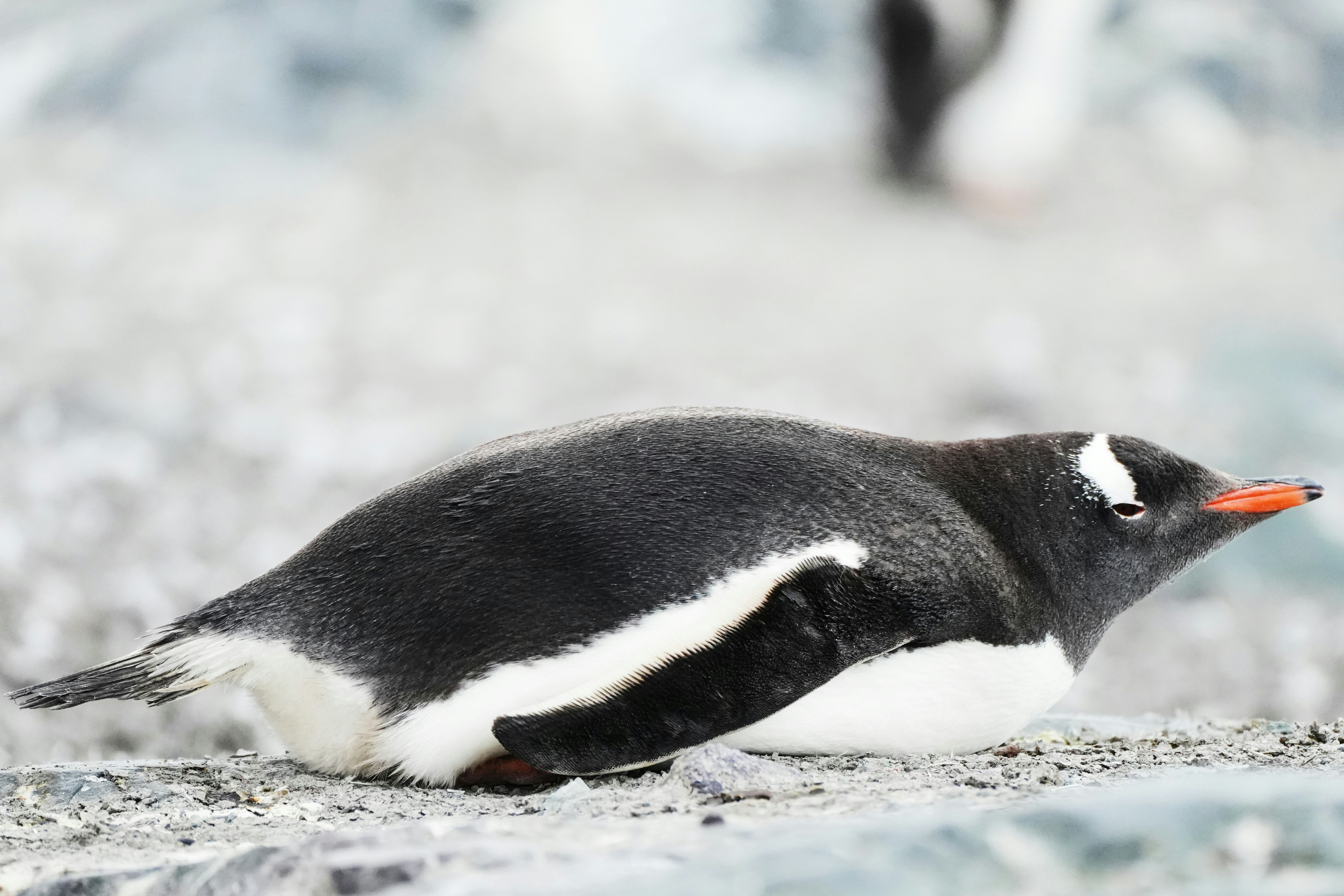 岩肌で休んでいるペンギン。