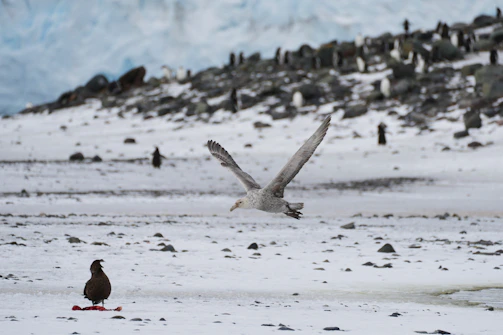A bird flies over snowy antarctic landscape.