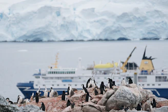 Penguins gather by the sea with a ship.