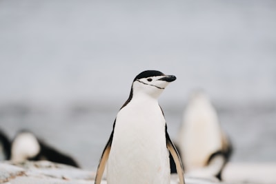 A chinstrap penguin stands out in the group.