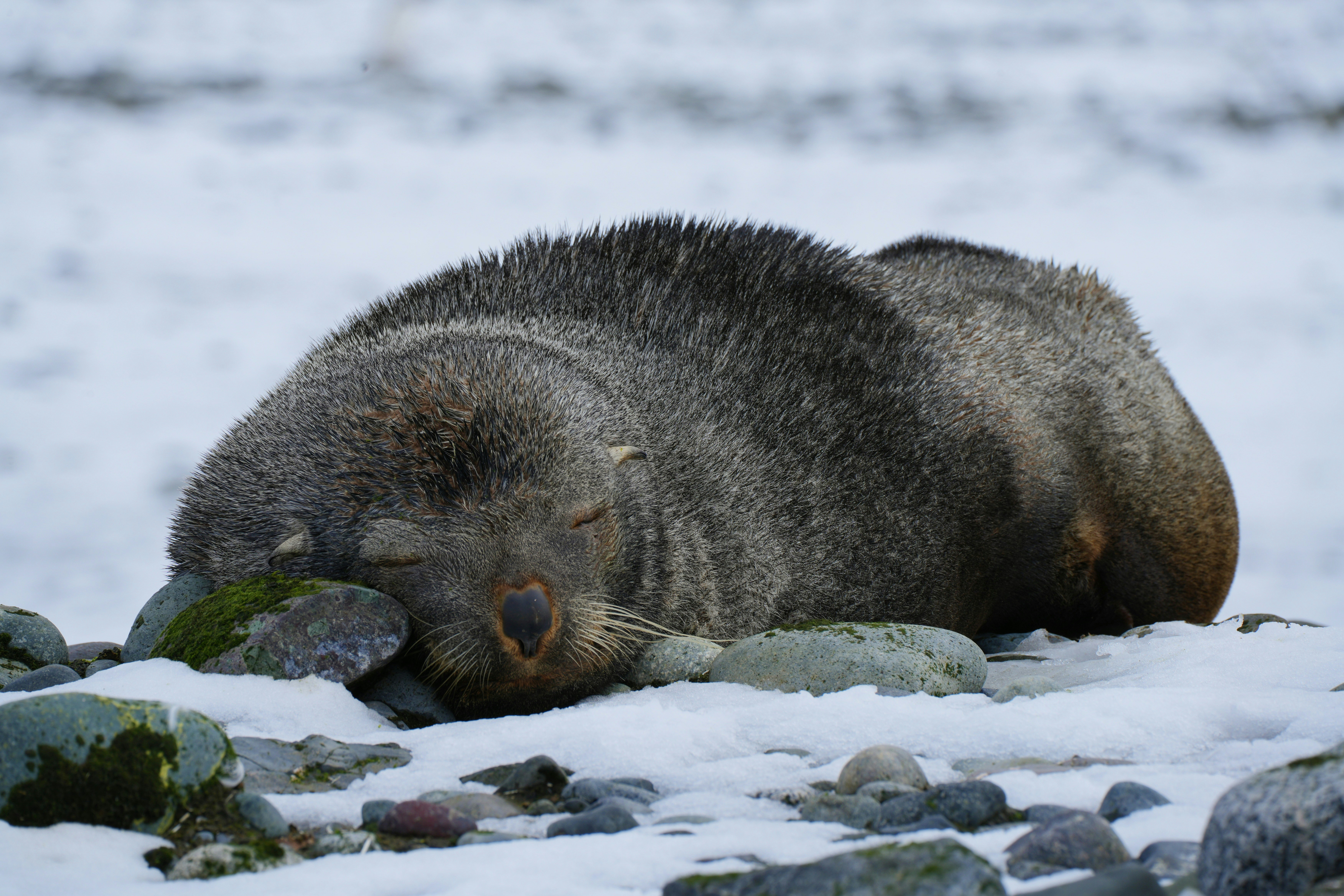 アザラシが雪の上で昼寝をしています。