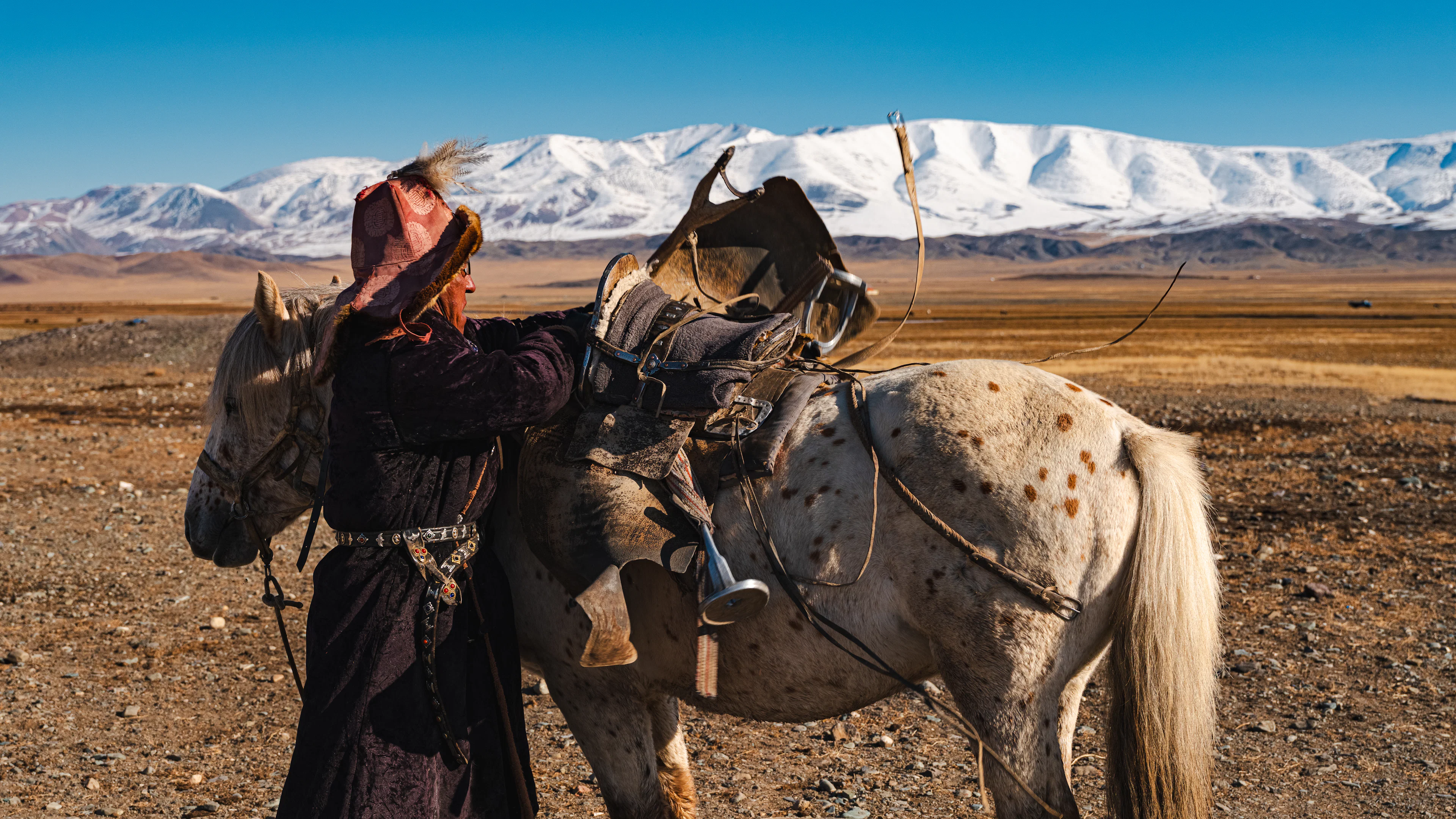 A herder in a deel preparing a spotted horse before the mountains