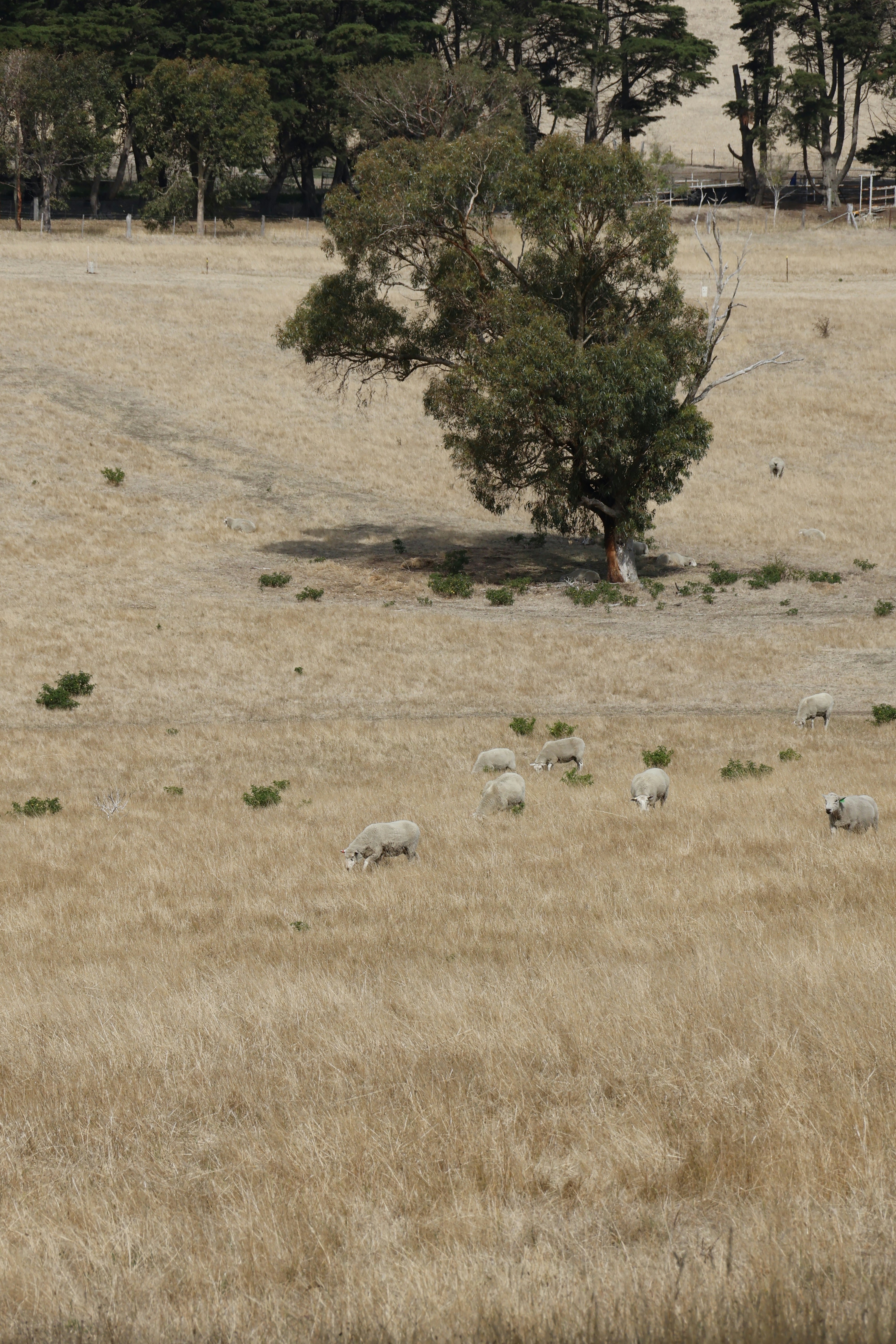 Sheep graze in a dry field with a tree.
