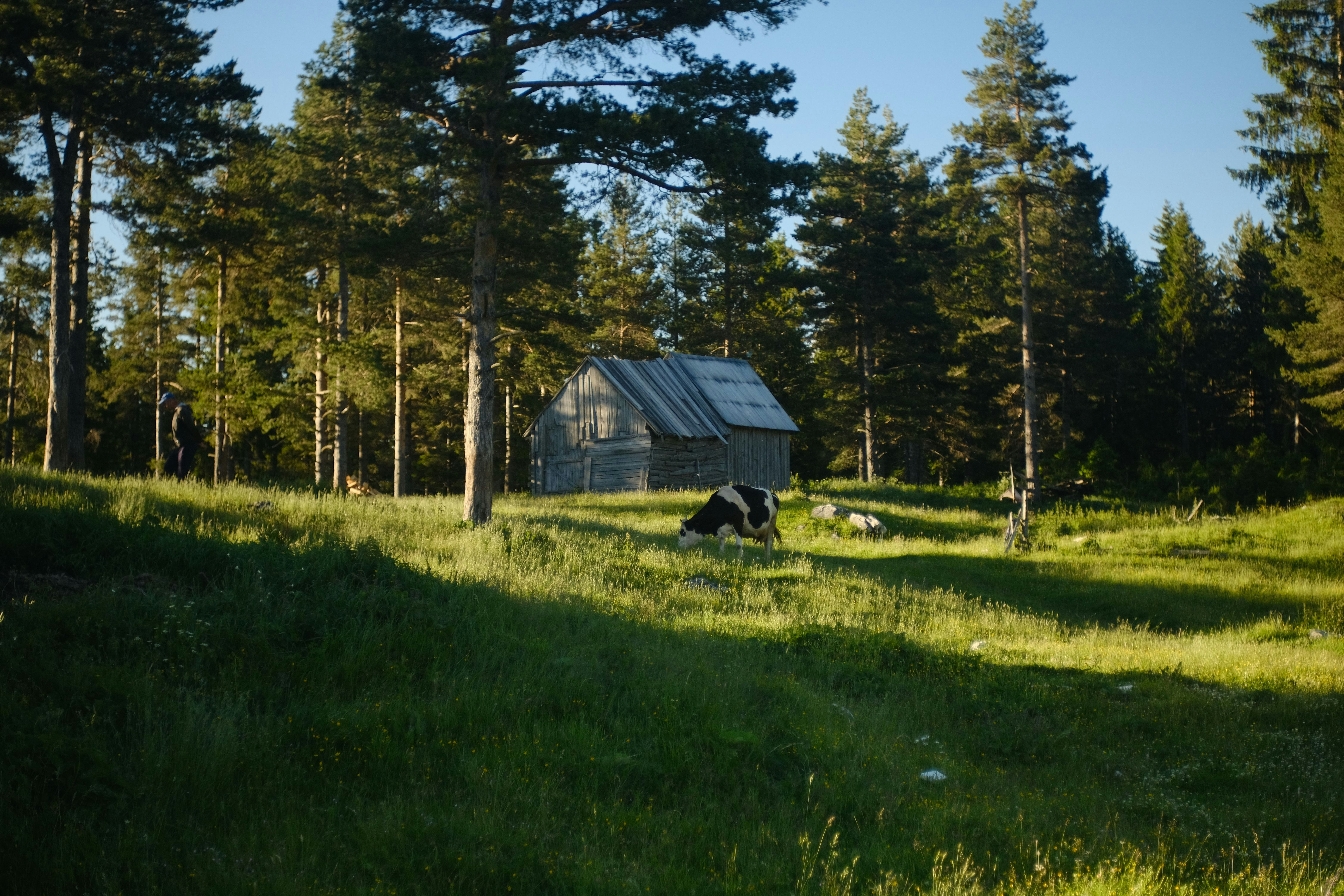 Cabin and cow in a lush green forest.
