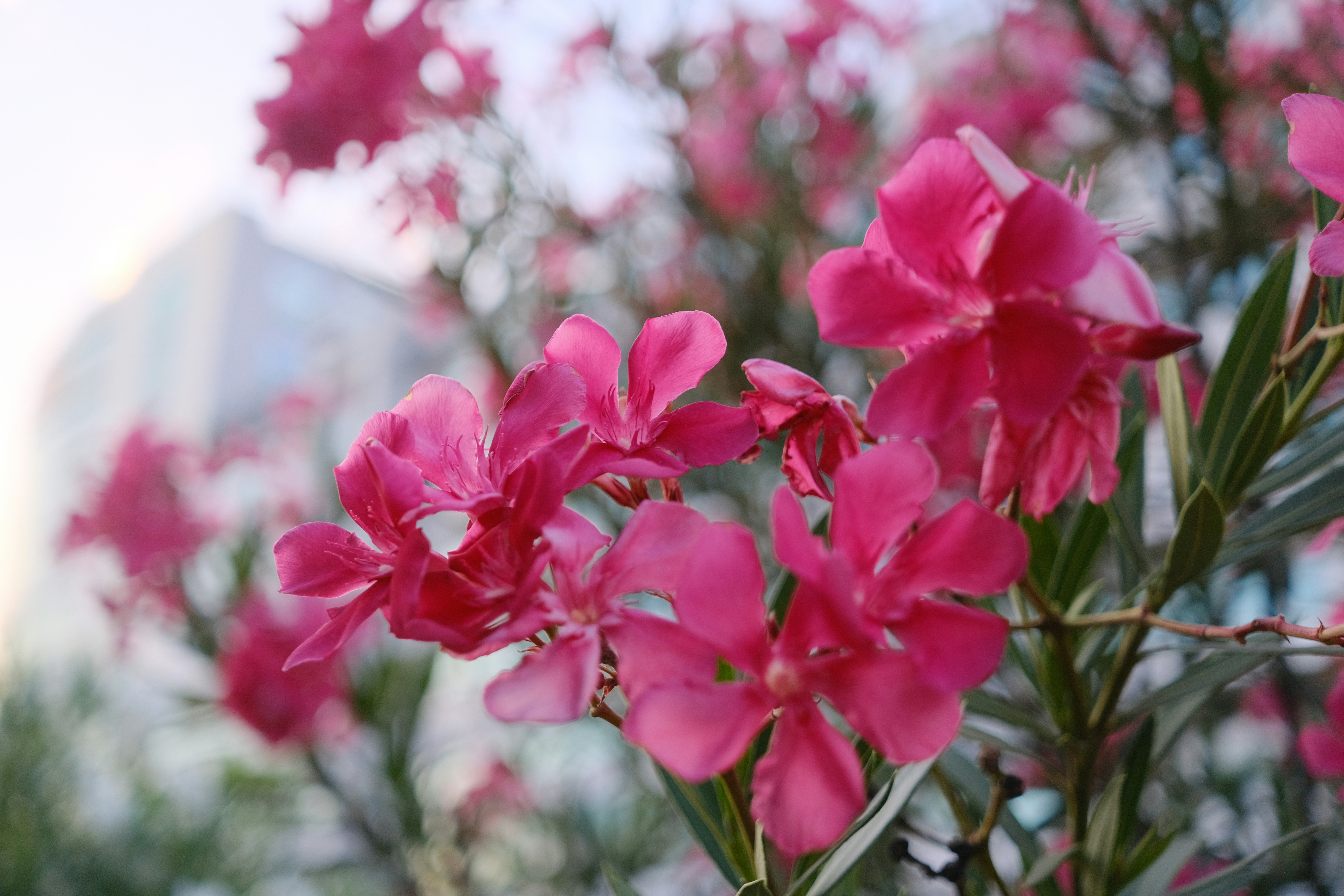 Podgorica – Transportation & Getting Around