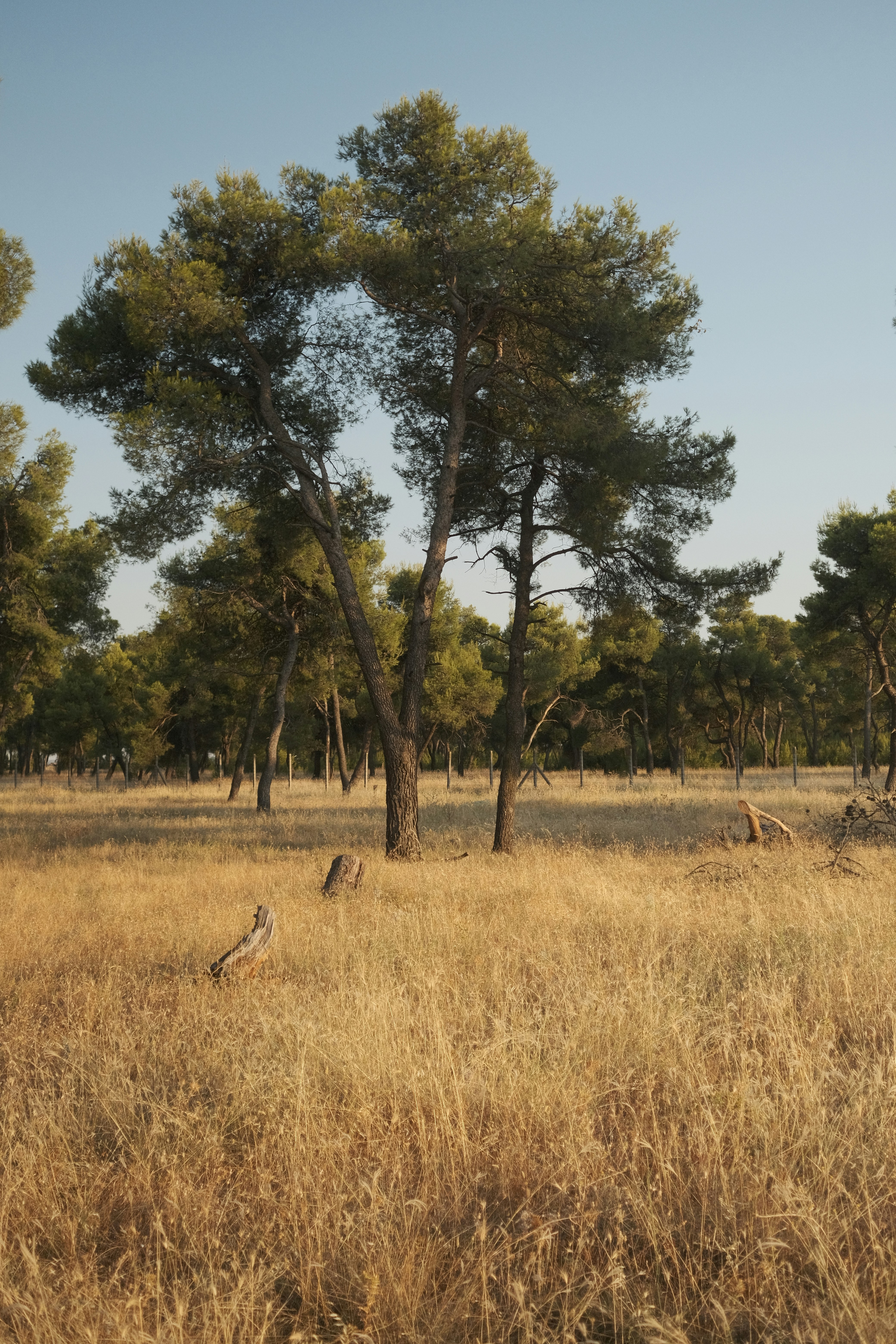 Podgorica – Weather & Seasonal Patterns