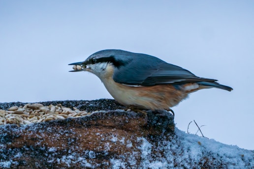 A nuthatch is eating seeds from a feeder.