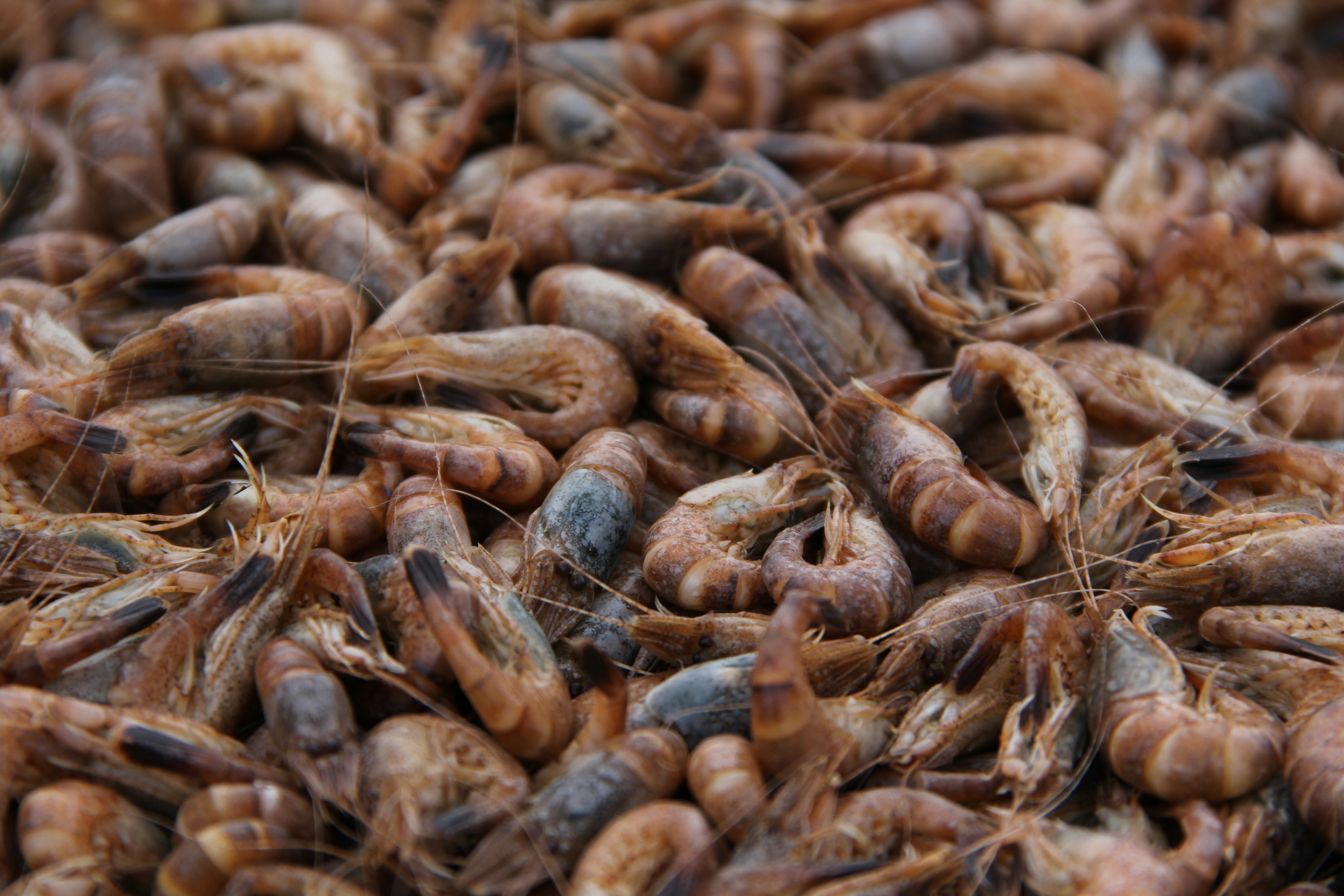 Ein Haufen gekochter Garnelen.