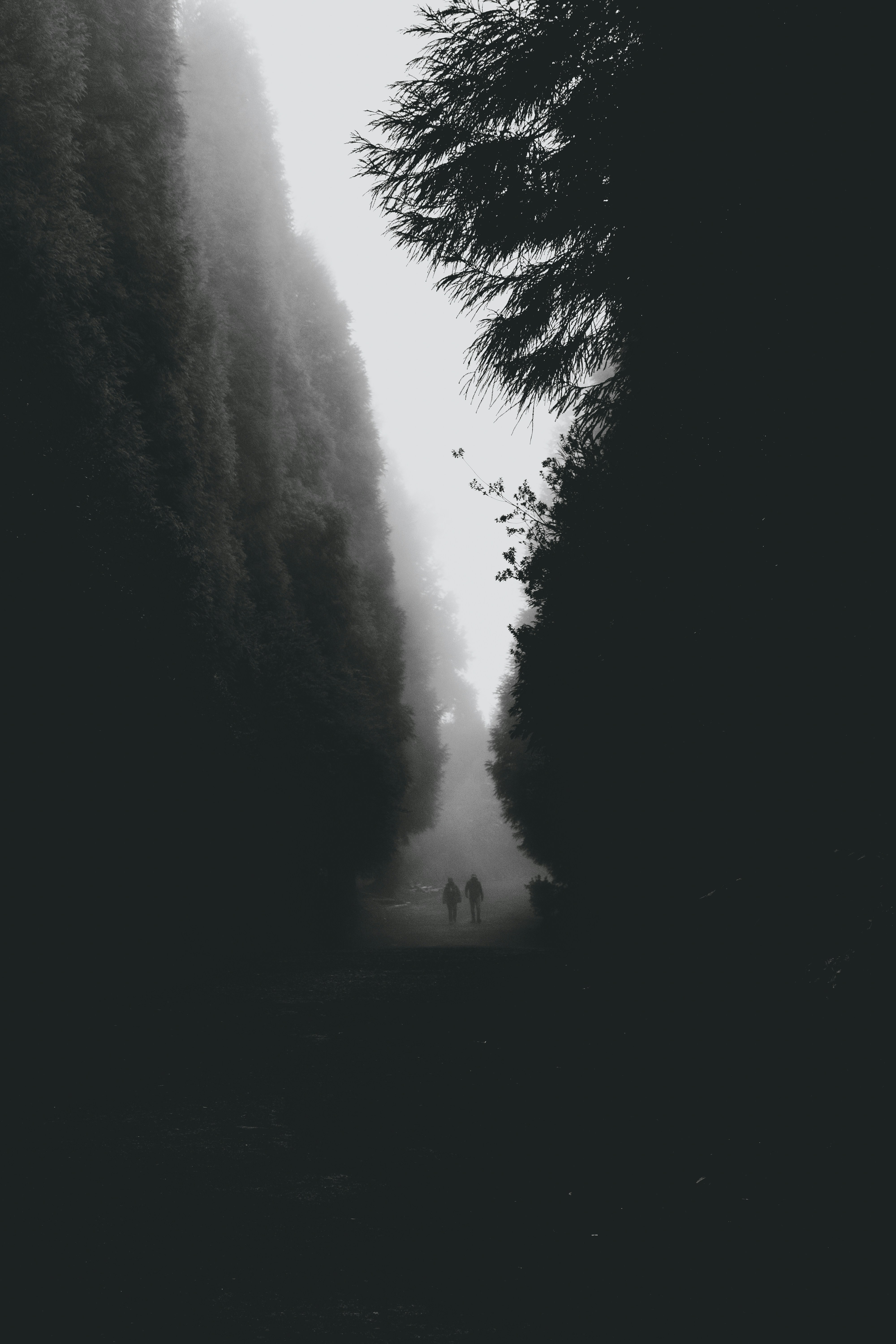 Foggy path with silhouettes of trees and people.