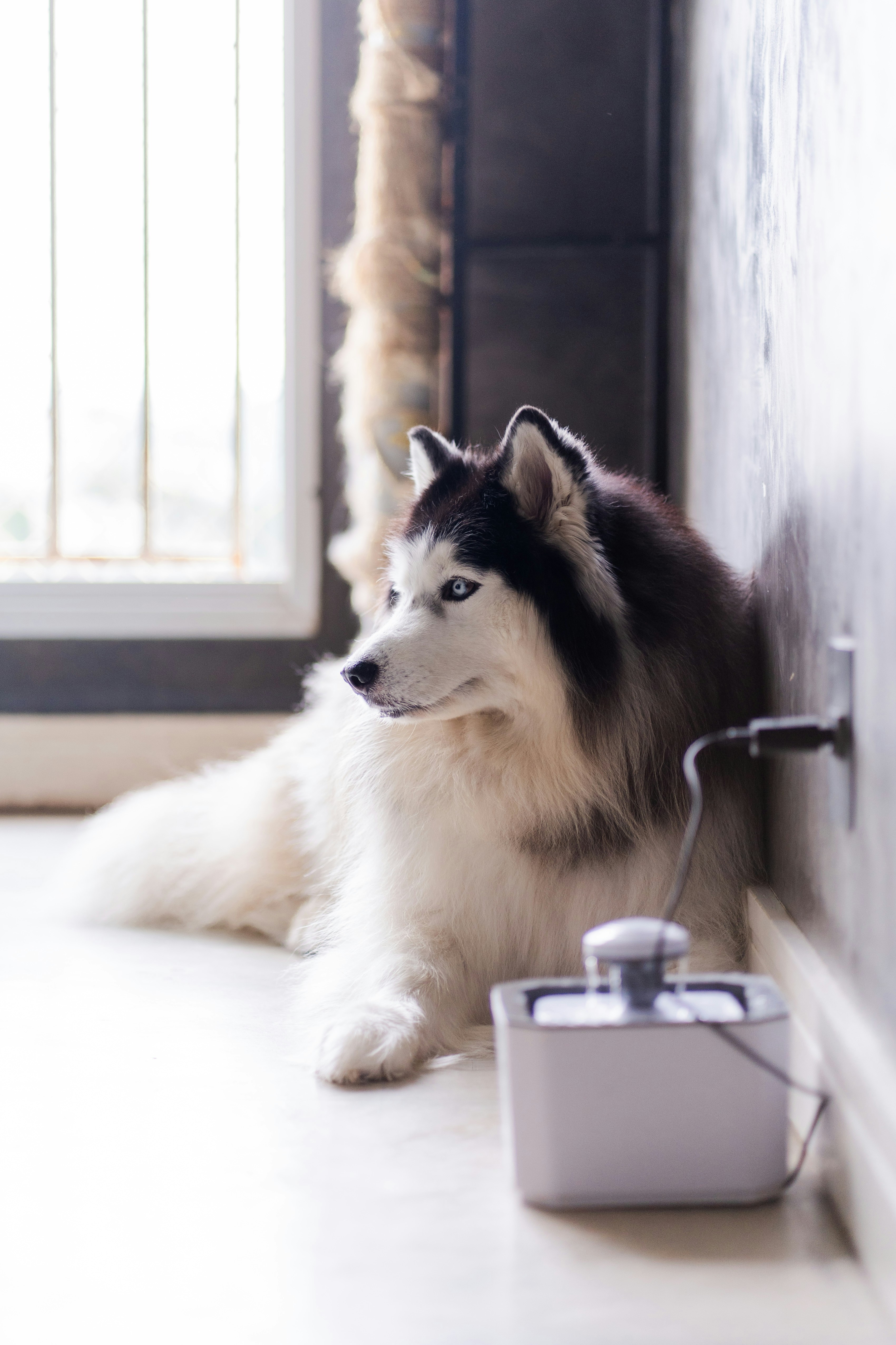 A husky dog lounges near a water dispenser.