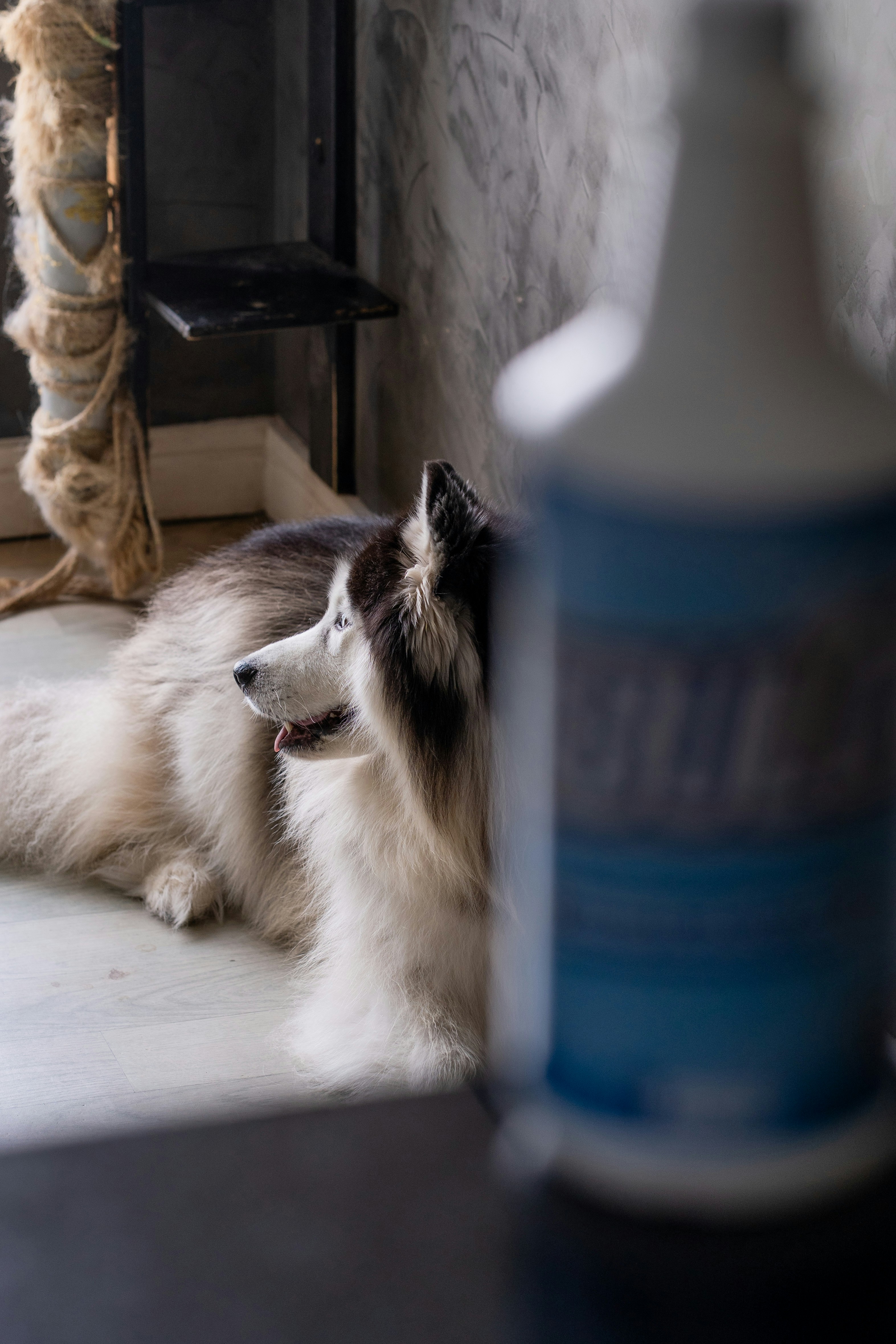 A husky dog resting near a bottle.