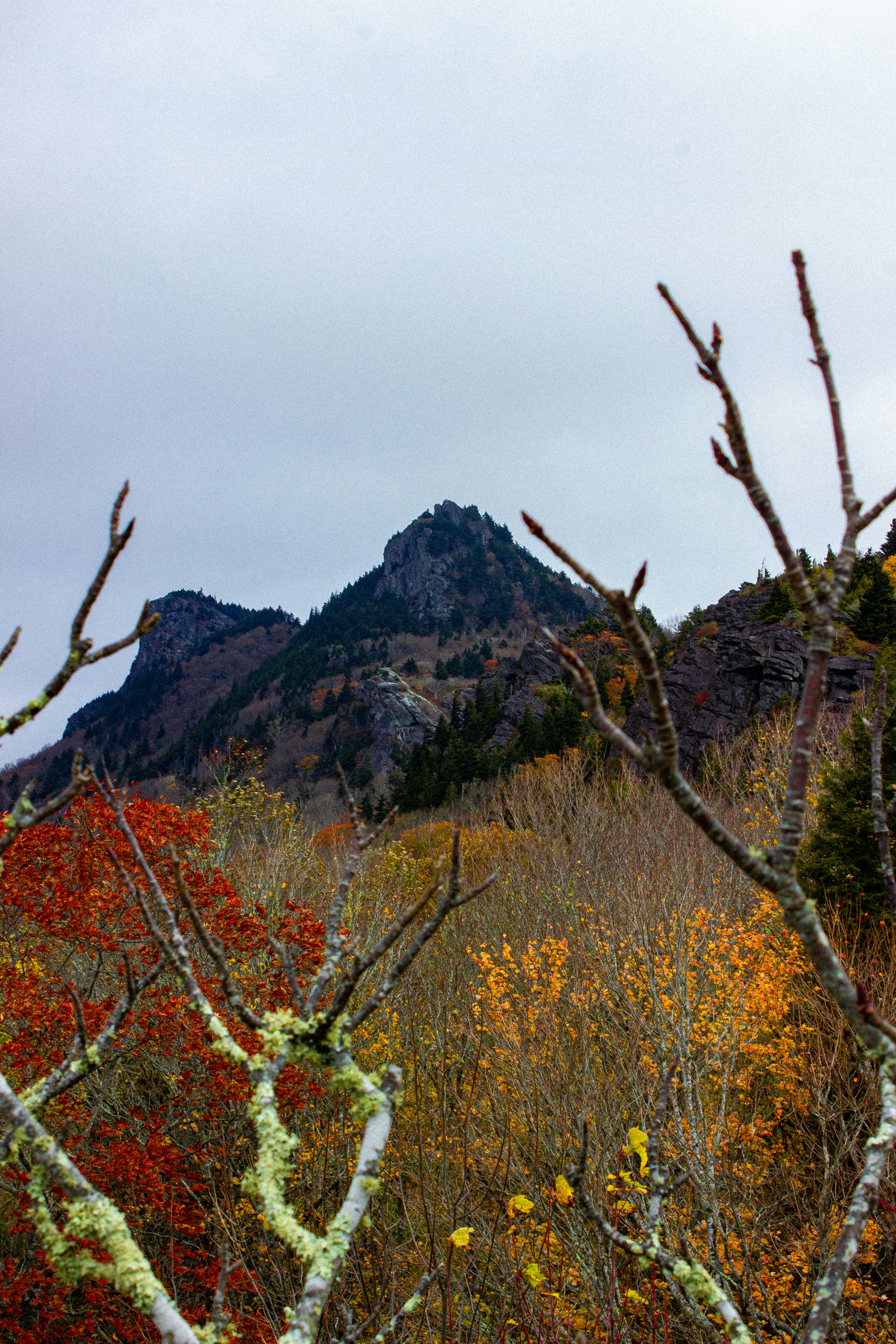 Montañas y follaje colorido bajo un cielo gris.