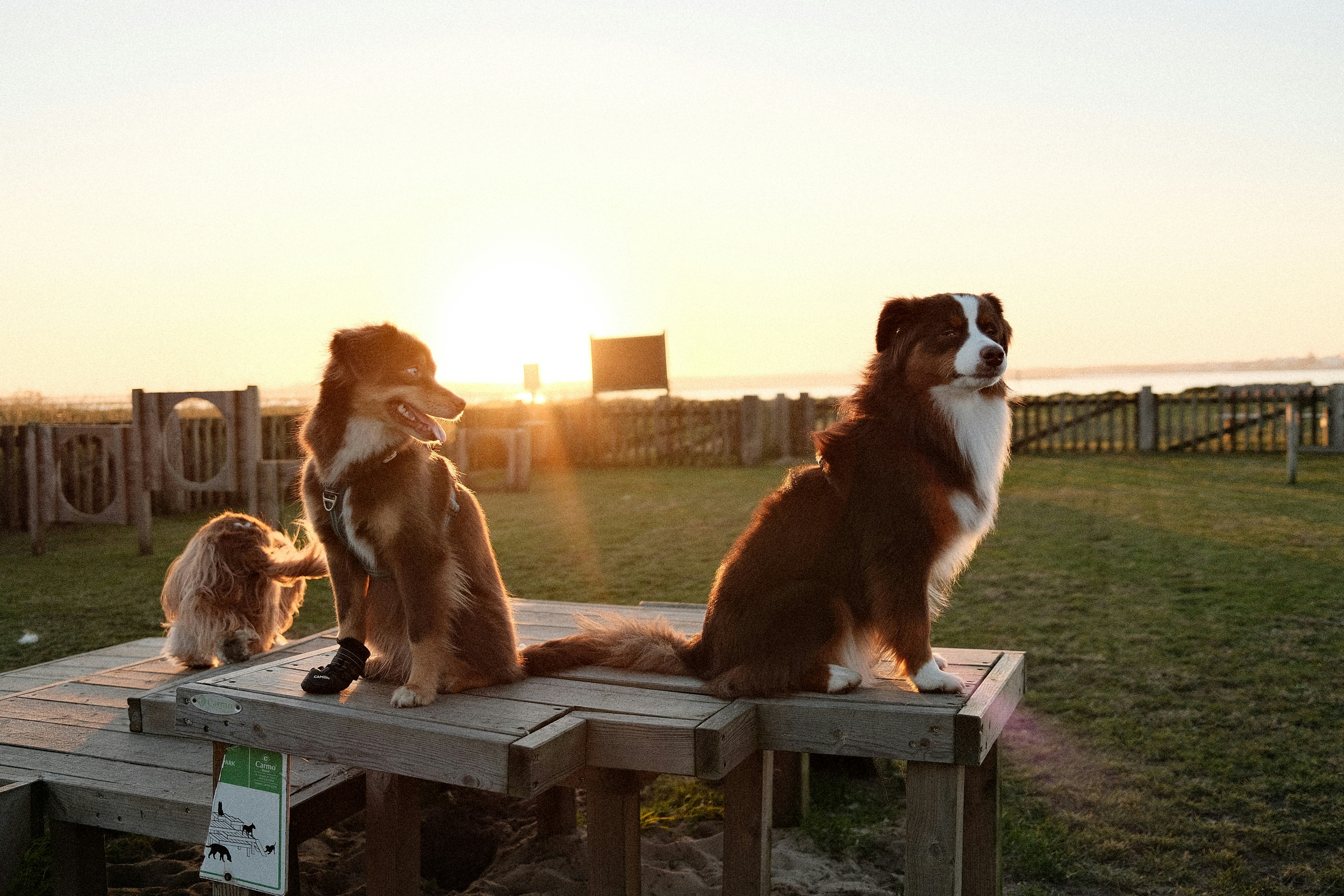 Dog park with agility equipment at sunrise - apartments with dog amenities