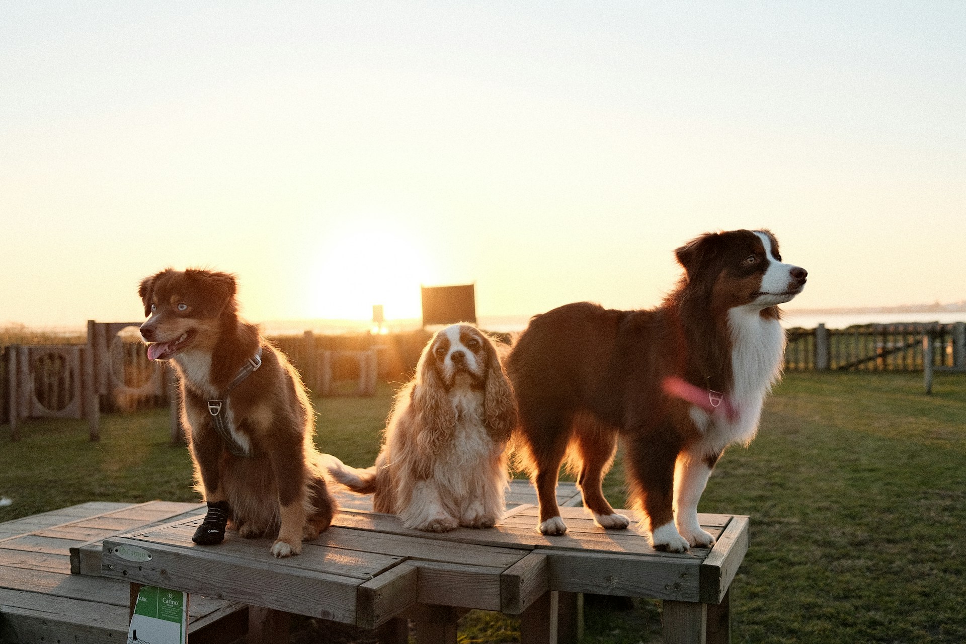 Three dogs pose on a table at sunset.
