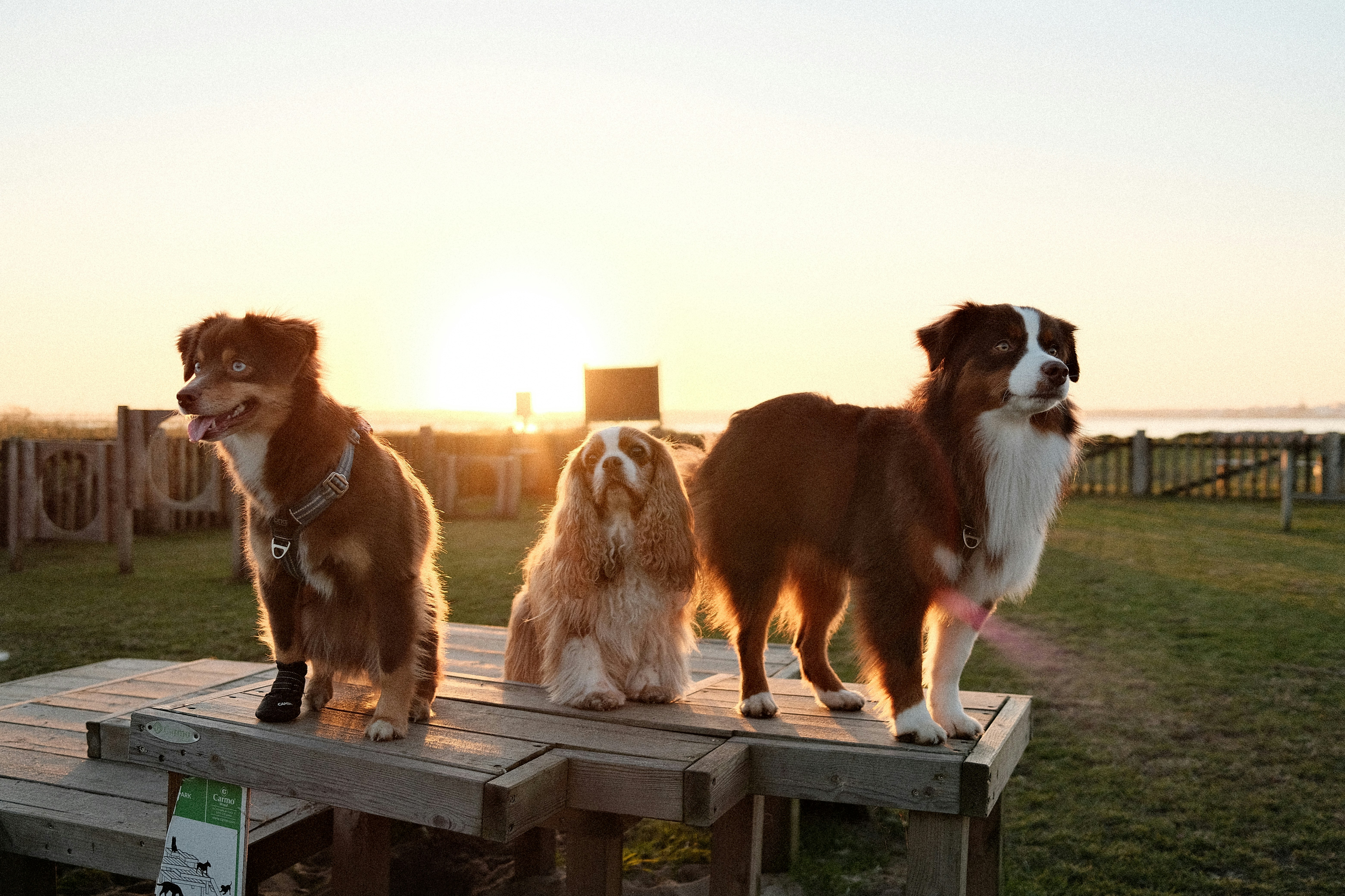 About Us - Phantom Ridge Farm