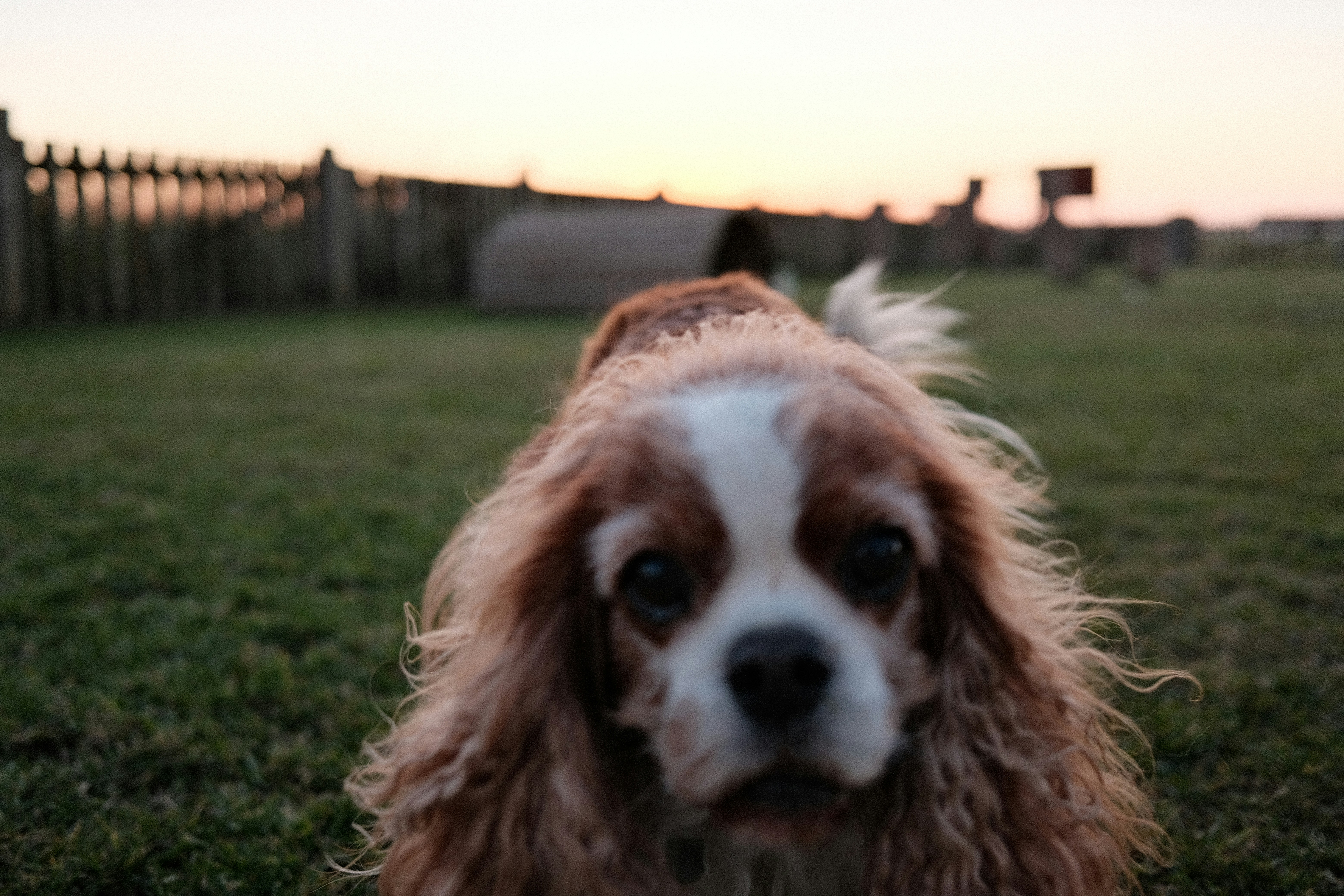 Beauté Canine (Laval) — Laval
