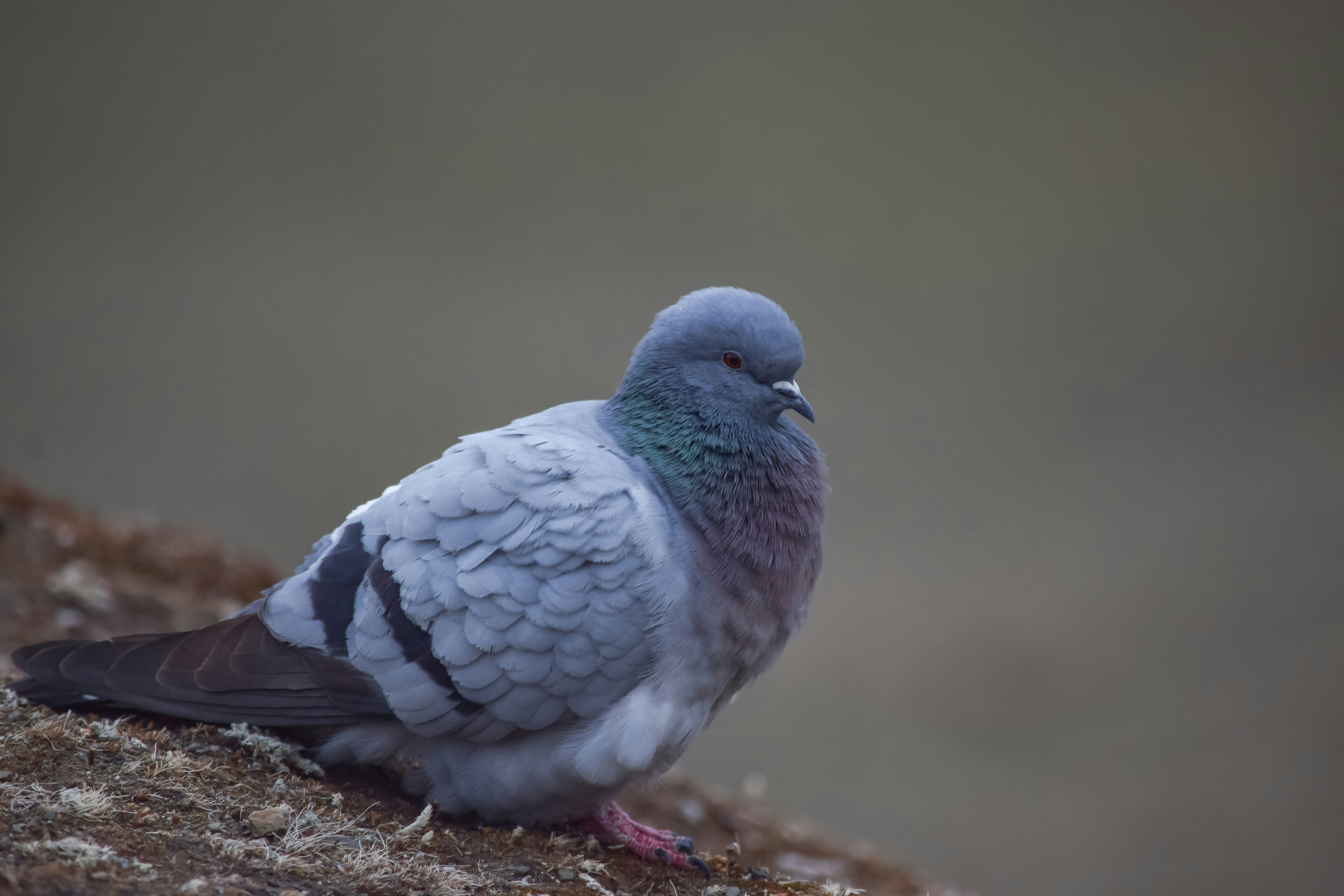 Photo by kelzang1988