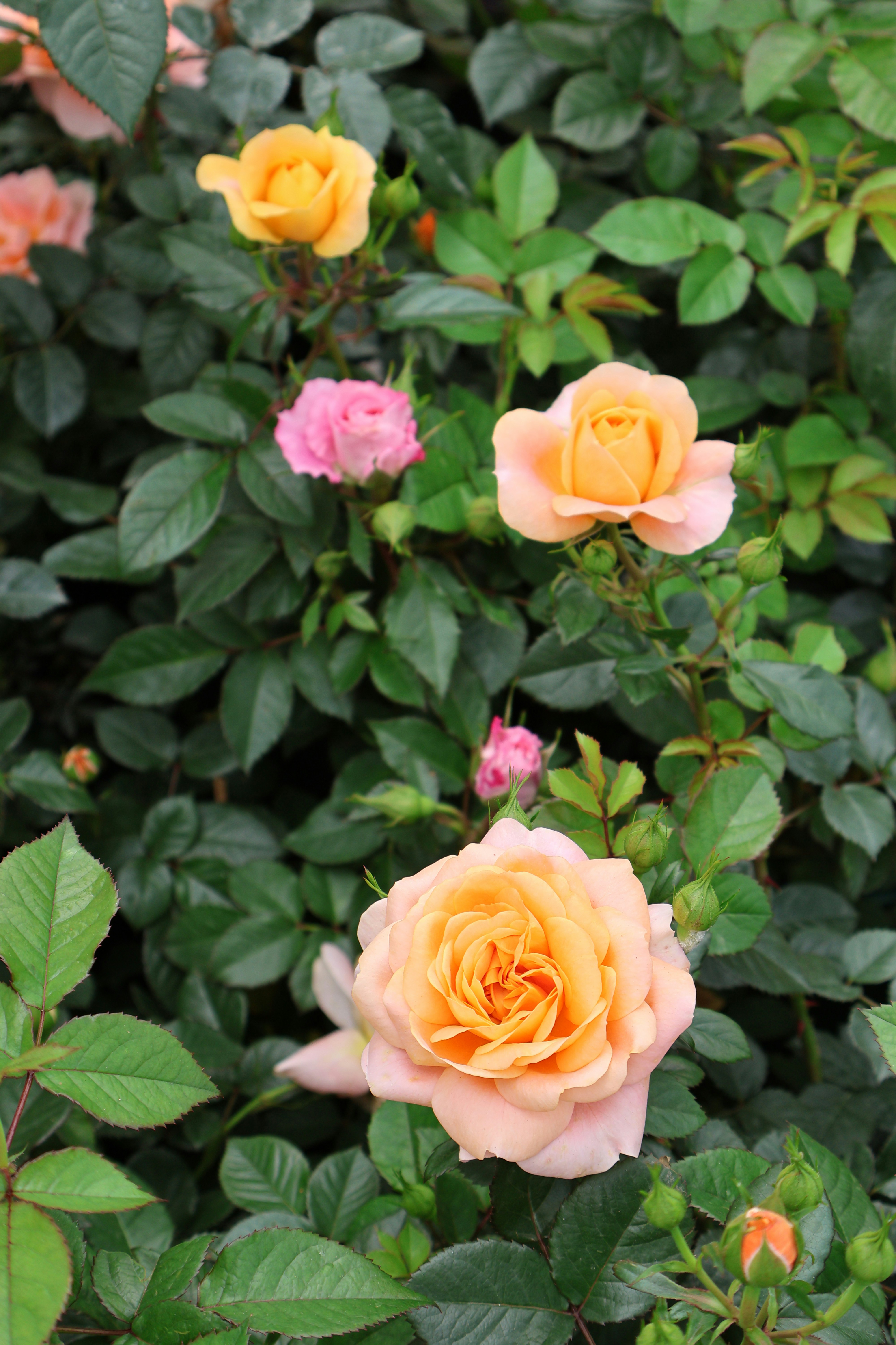 Photo by vickeekiwiwow