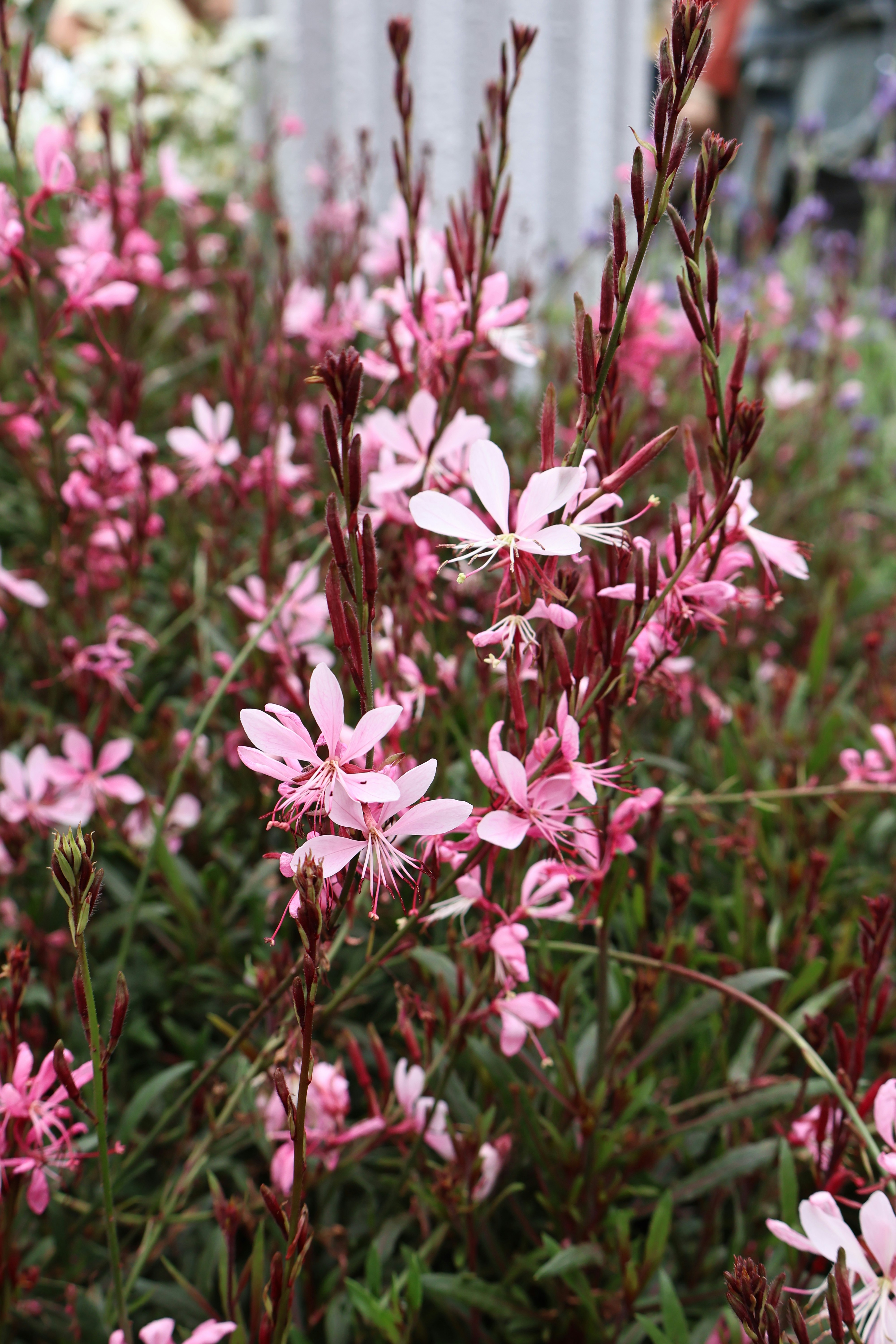 Photo by vickeekiwiwow