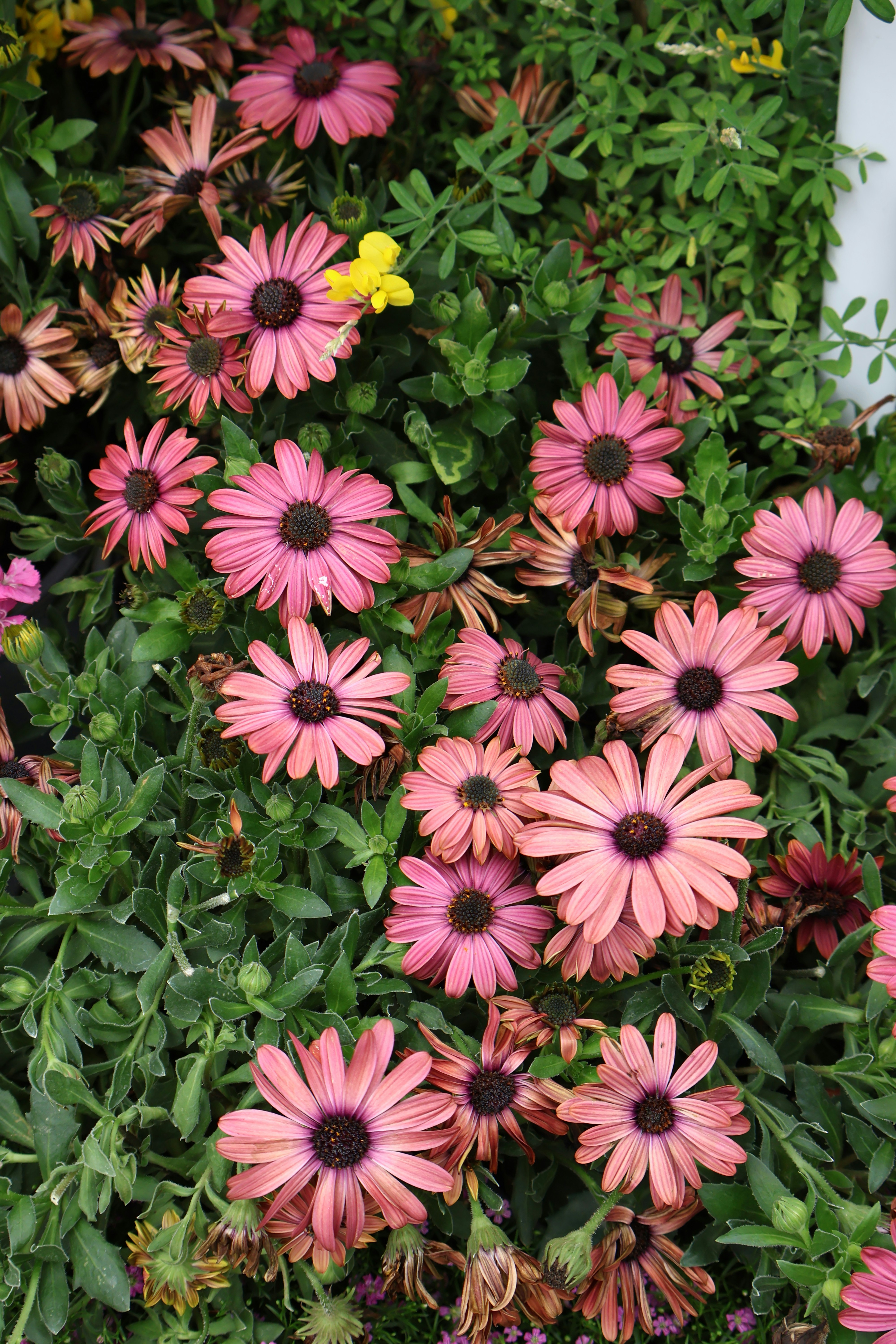 Photo by vickeekiwiwow