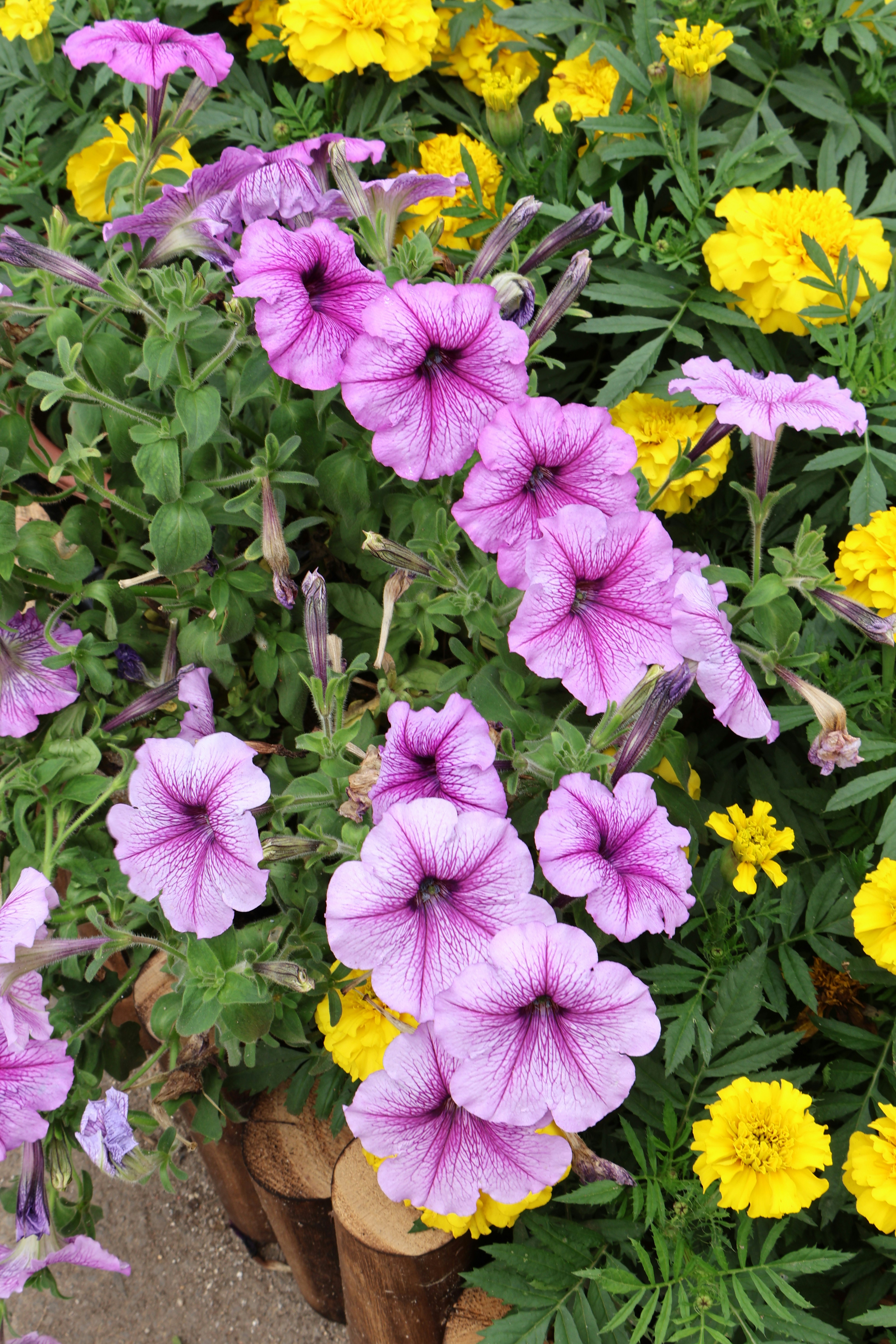 Photo by vickeekiwiwow