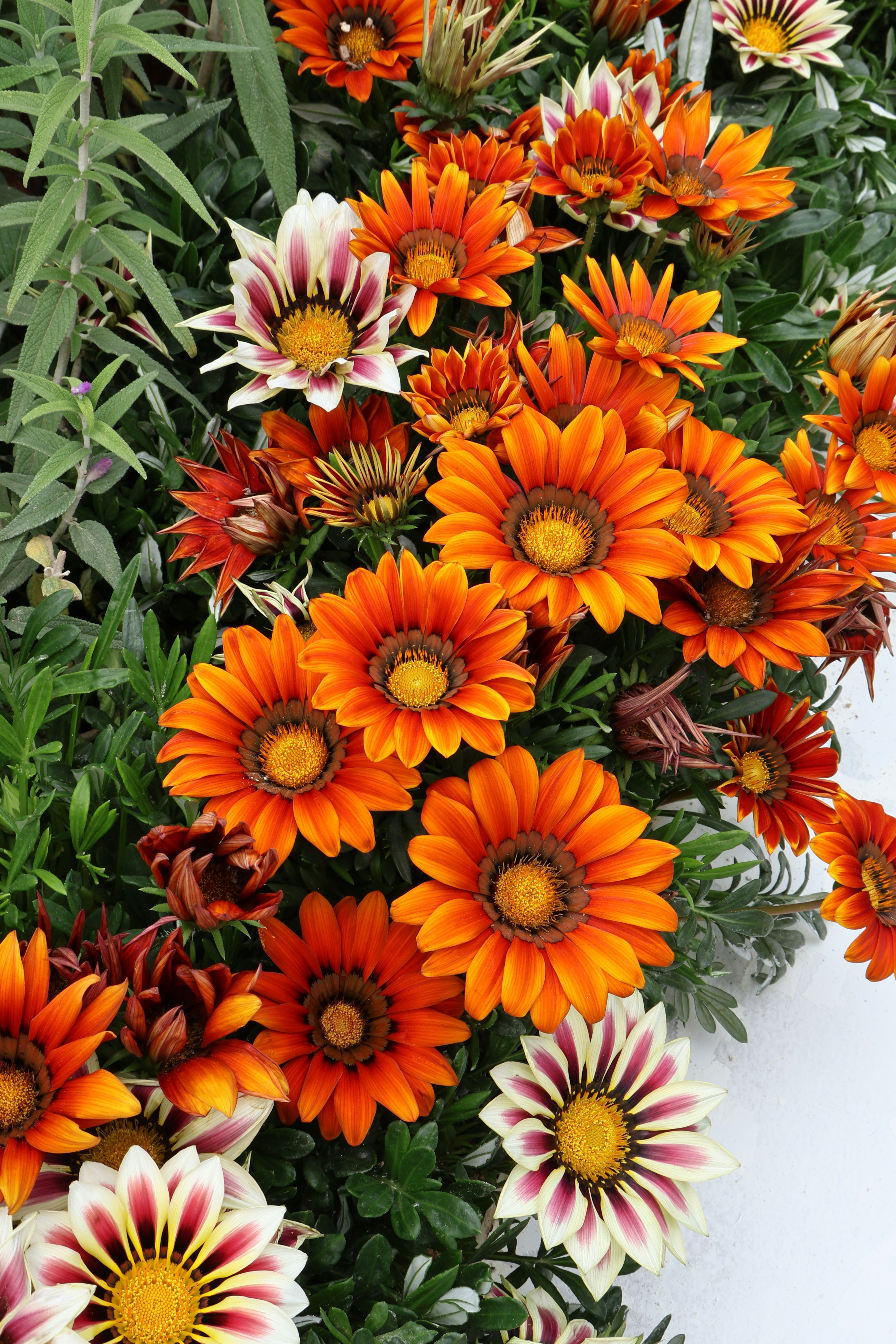 Photo by vickeekiwiwow