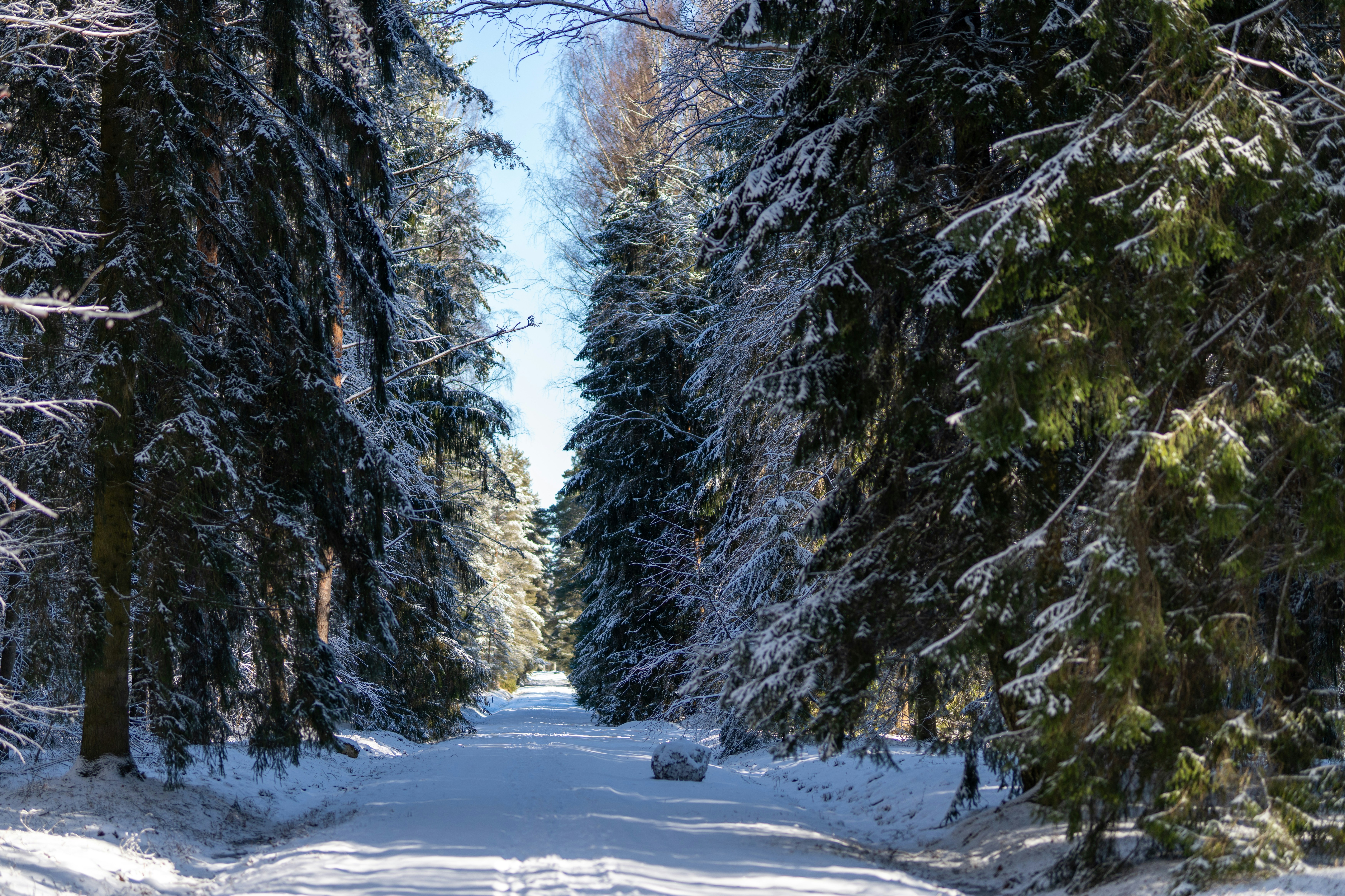 Verschneite Bäume säumen einen Weg unter strahlendem, blauem Himmel.