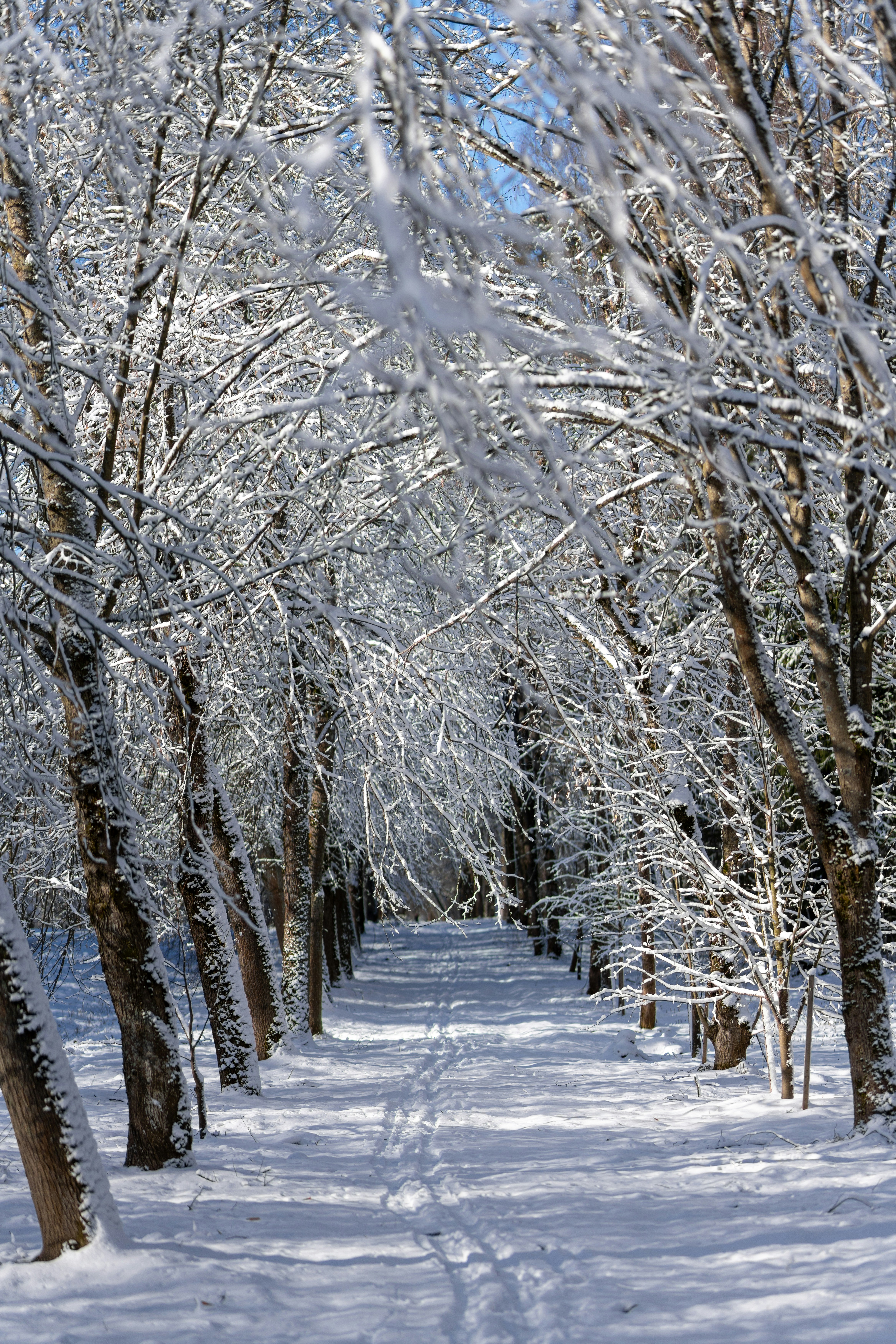 Schneebedeckte Bäume säumen im Winter einen Weg.