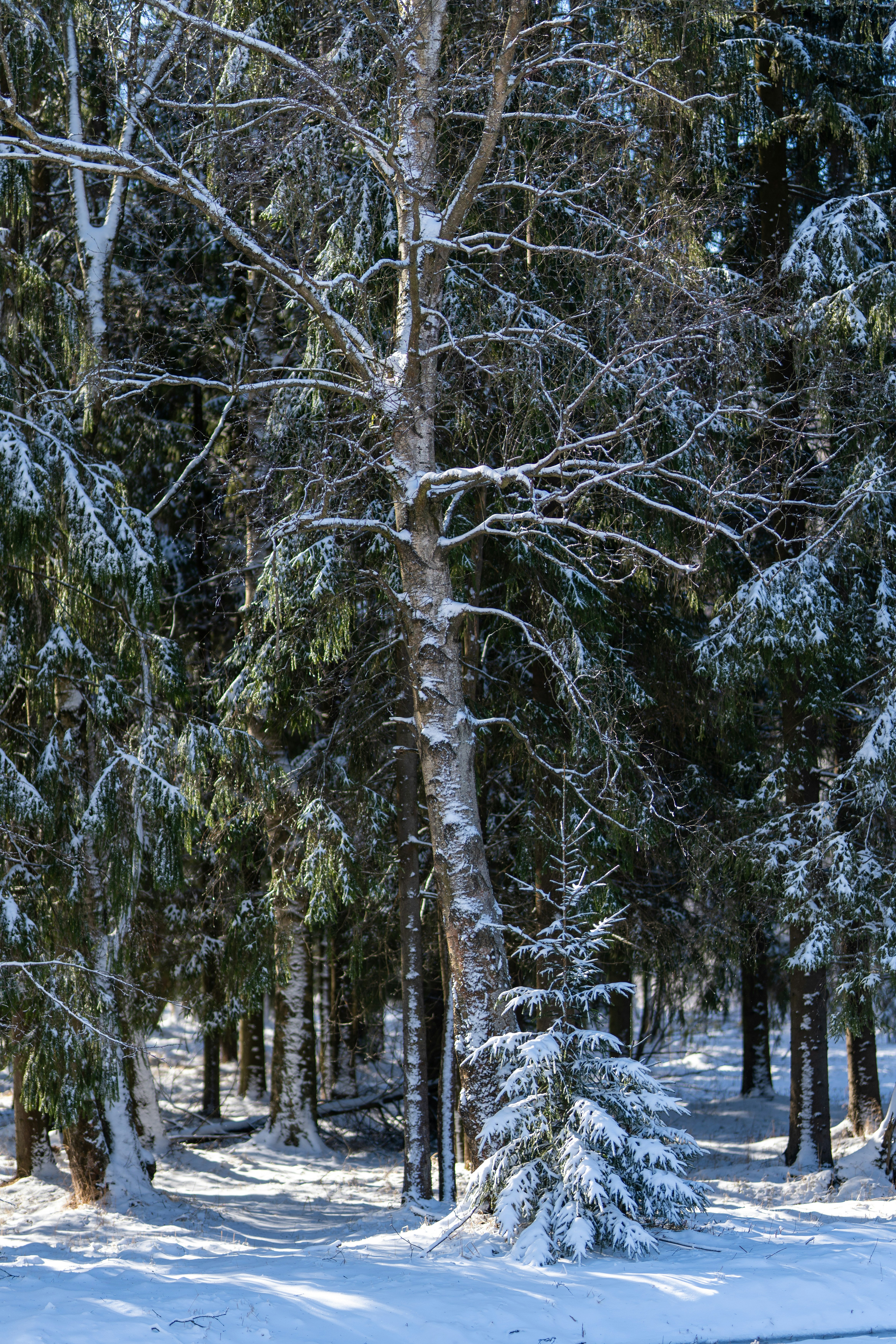 Verschneite Bäume füllen einen Winterwald.