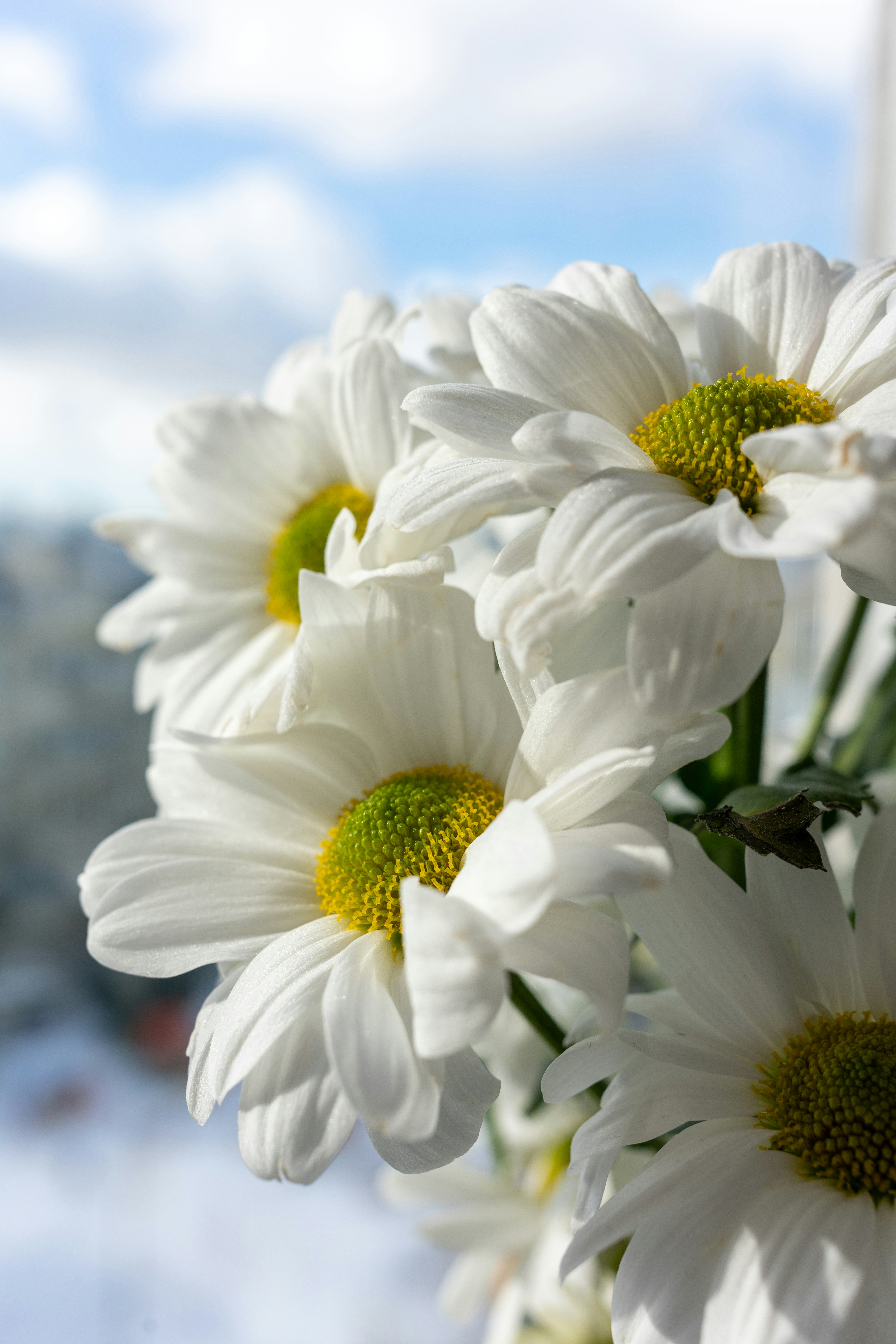 Weiße Gänseblümchen blühen wunderschön im Sonnenlicht.