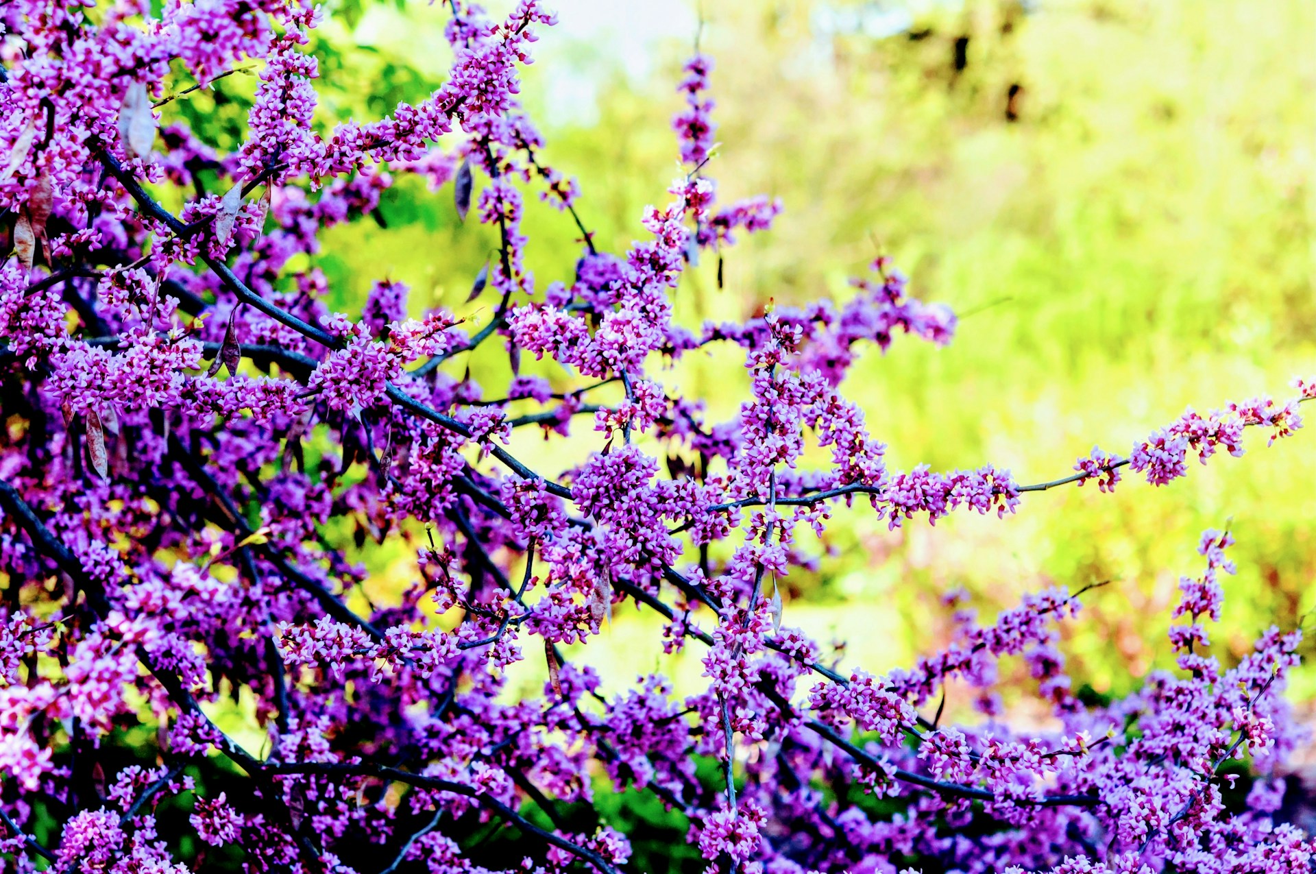 Purple flowers bloom on a vibrant green background.