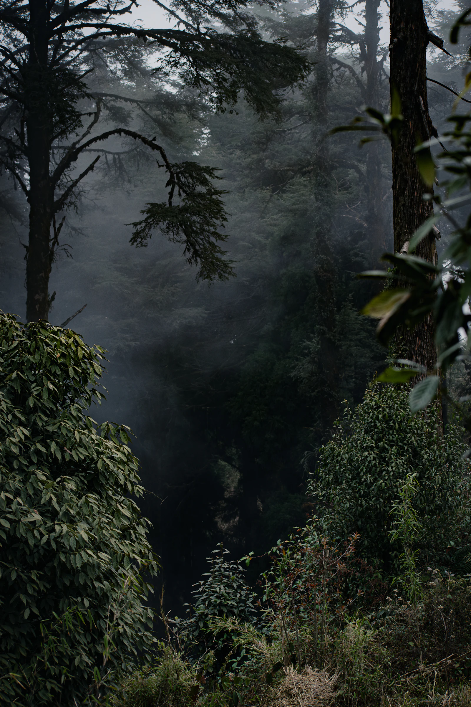 A dark forest of tall trees above a ravine, mist between the trunks.