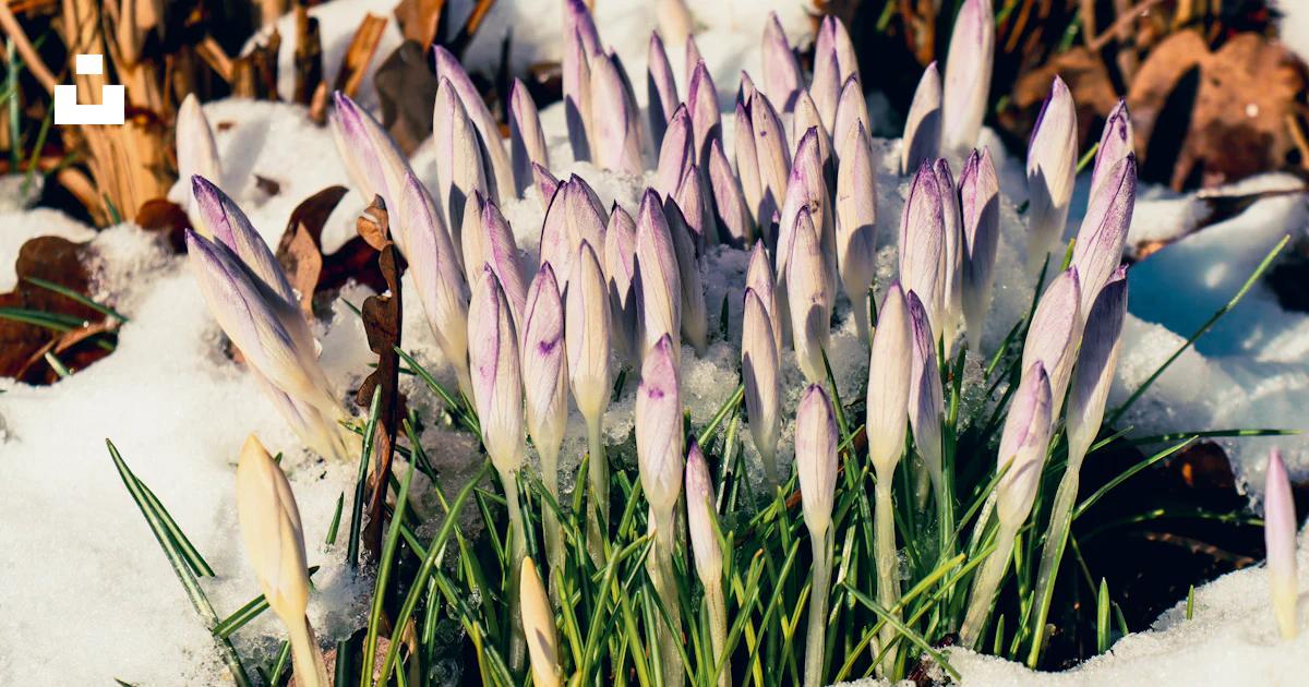 Crocuses blooming in the snow announce spring's arrival. photo – Free ...