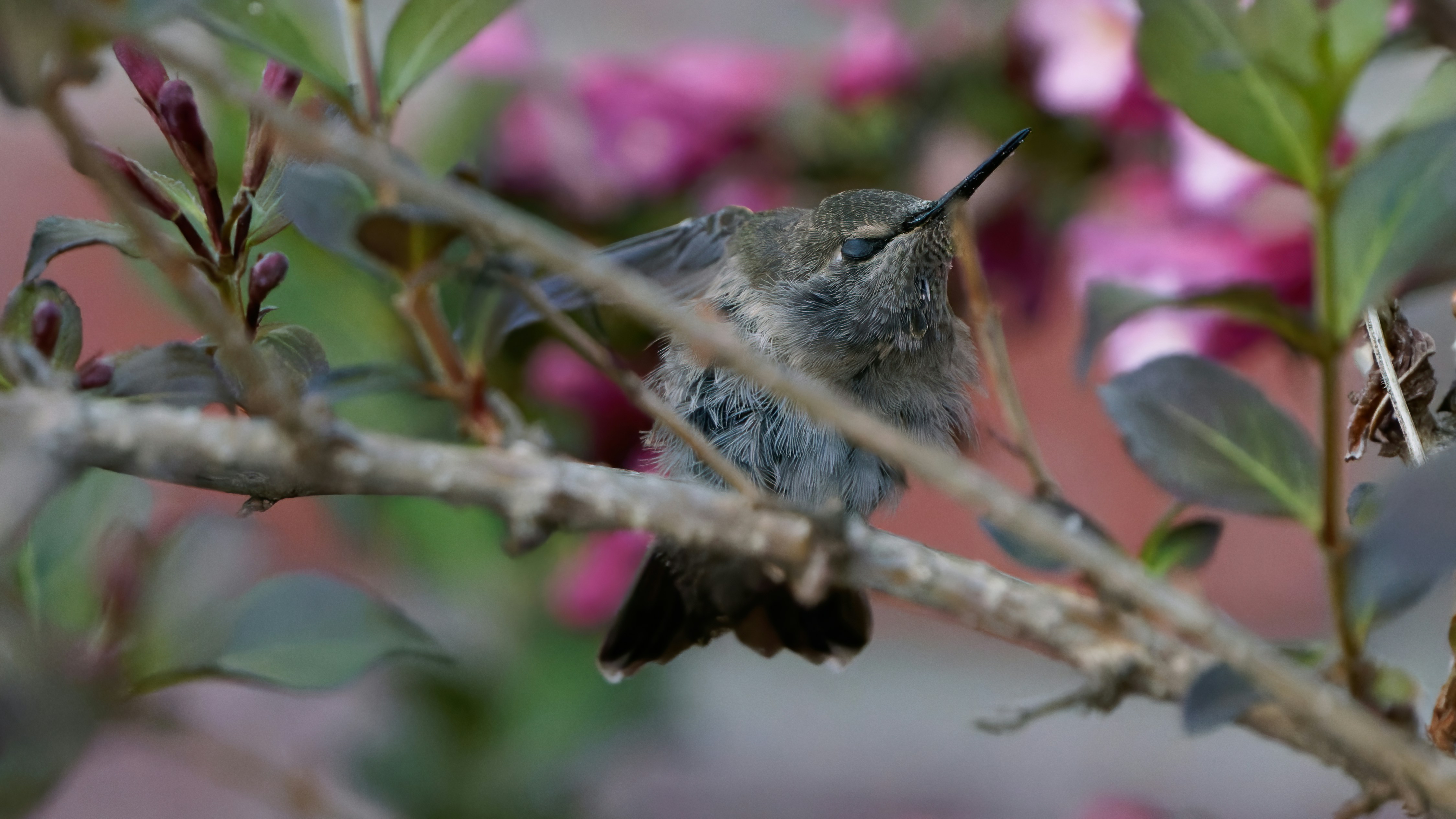 A hummingbird perches amongst green foliage