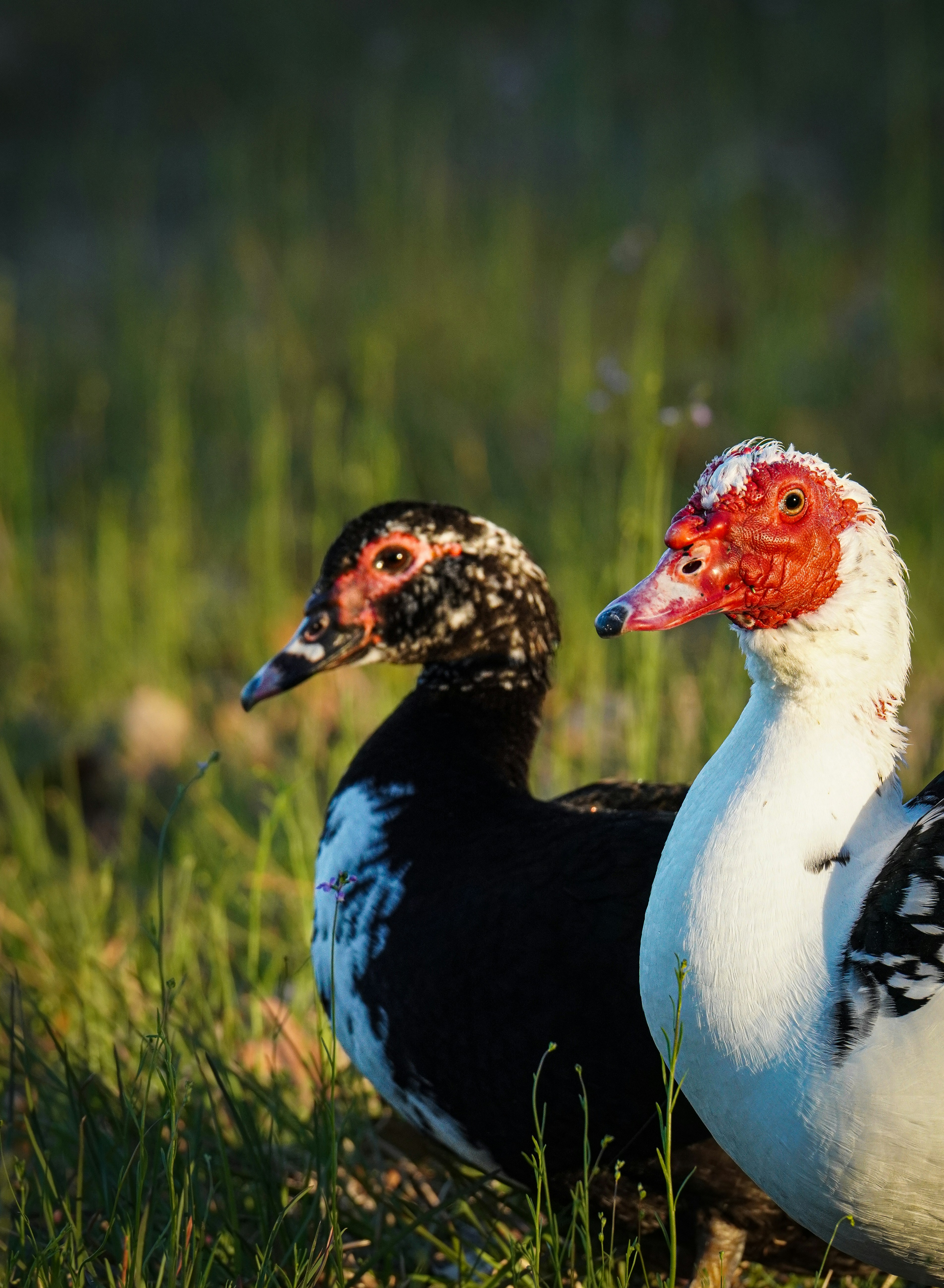 Dua bebek muscovy berdiri berdampingan di bawah sinar matahari.