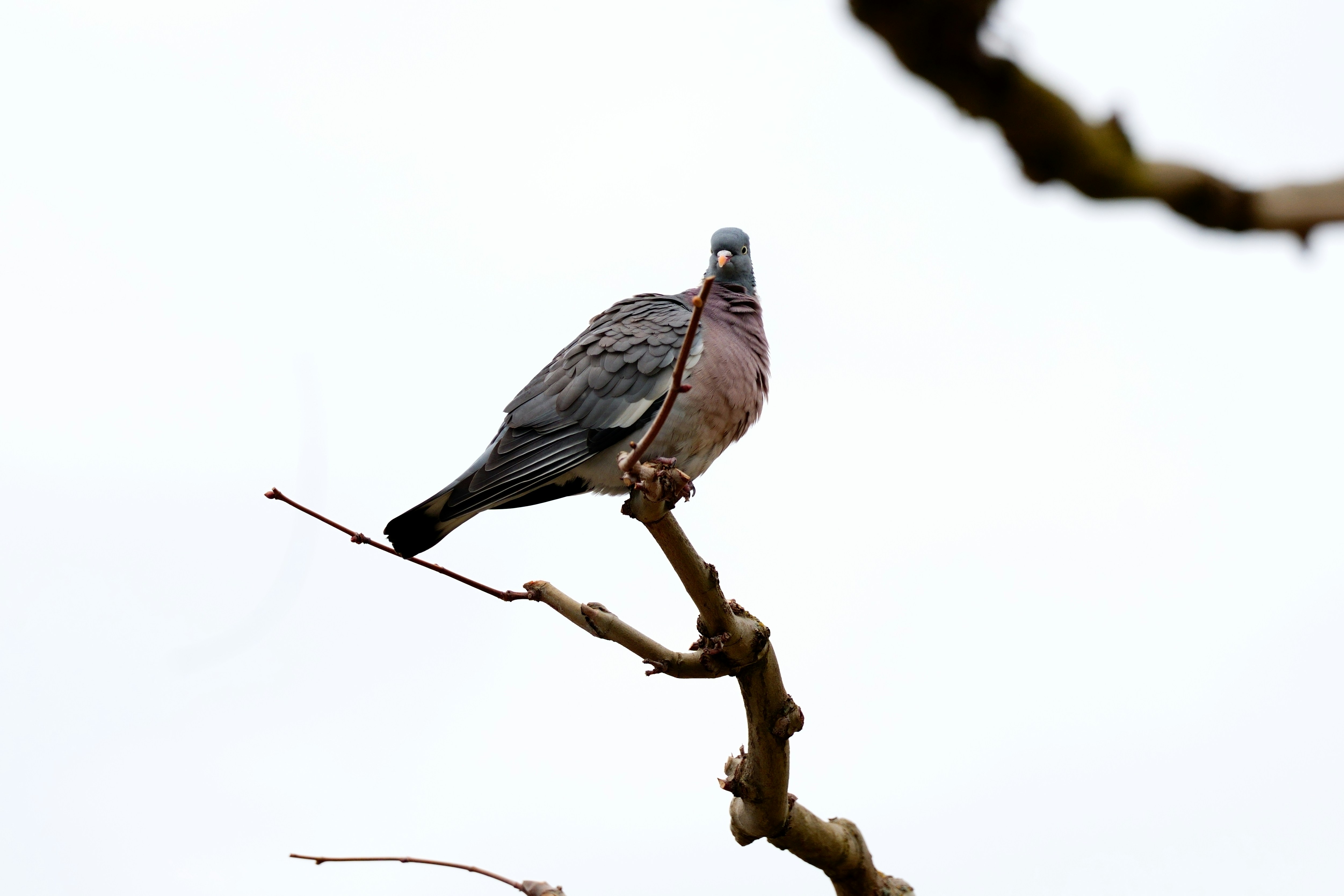 photo 1742233346220 11eba8aa4b53?crop=entropy&cs=tinysrgb&fit=max&fm=jpg&ixid=M3w1MjQ0NjR8MHwxfHNlYXJjaHw4fHxTdXJ2ZWlsbGFuY2UlMjBkcm9uZXxlbnwwfDB8fHwxNzQzMjIxMjU5fDA&ixlib=rb 4.0